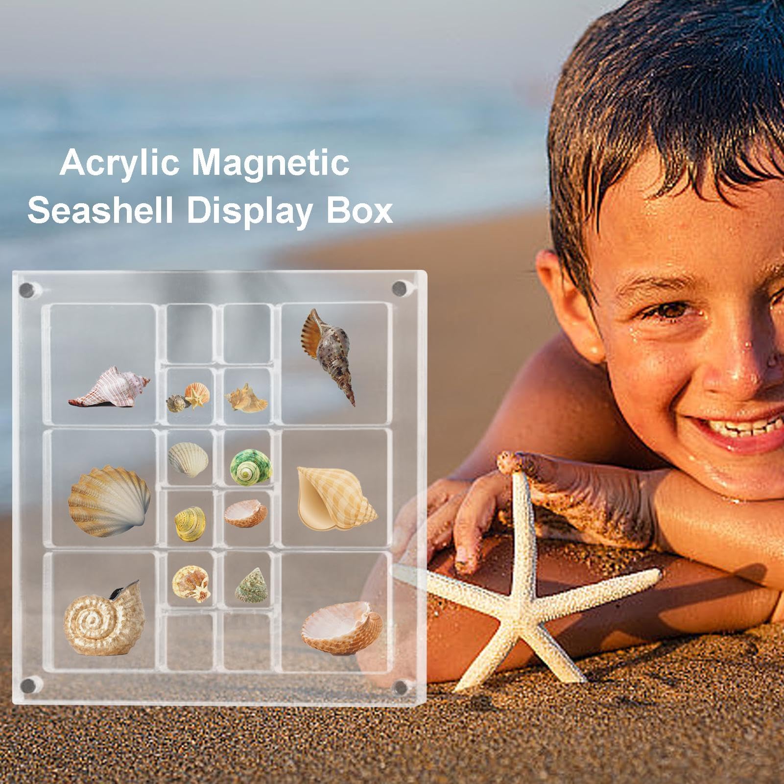 インテリア や 置物にピッタリな貝殻 Amazon.co.jp: 貝殻用磁気閉鎖付きジュエリー収納ボックス 個別