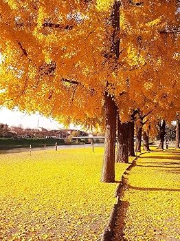 ミント　イグナイト12.2 3/8-11山 ミント様専用 イグナイト12.2 3/8-11山 - メルカリ