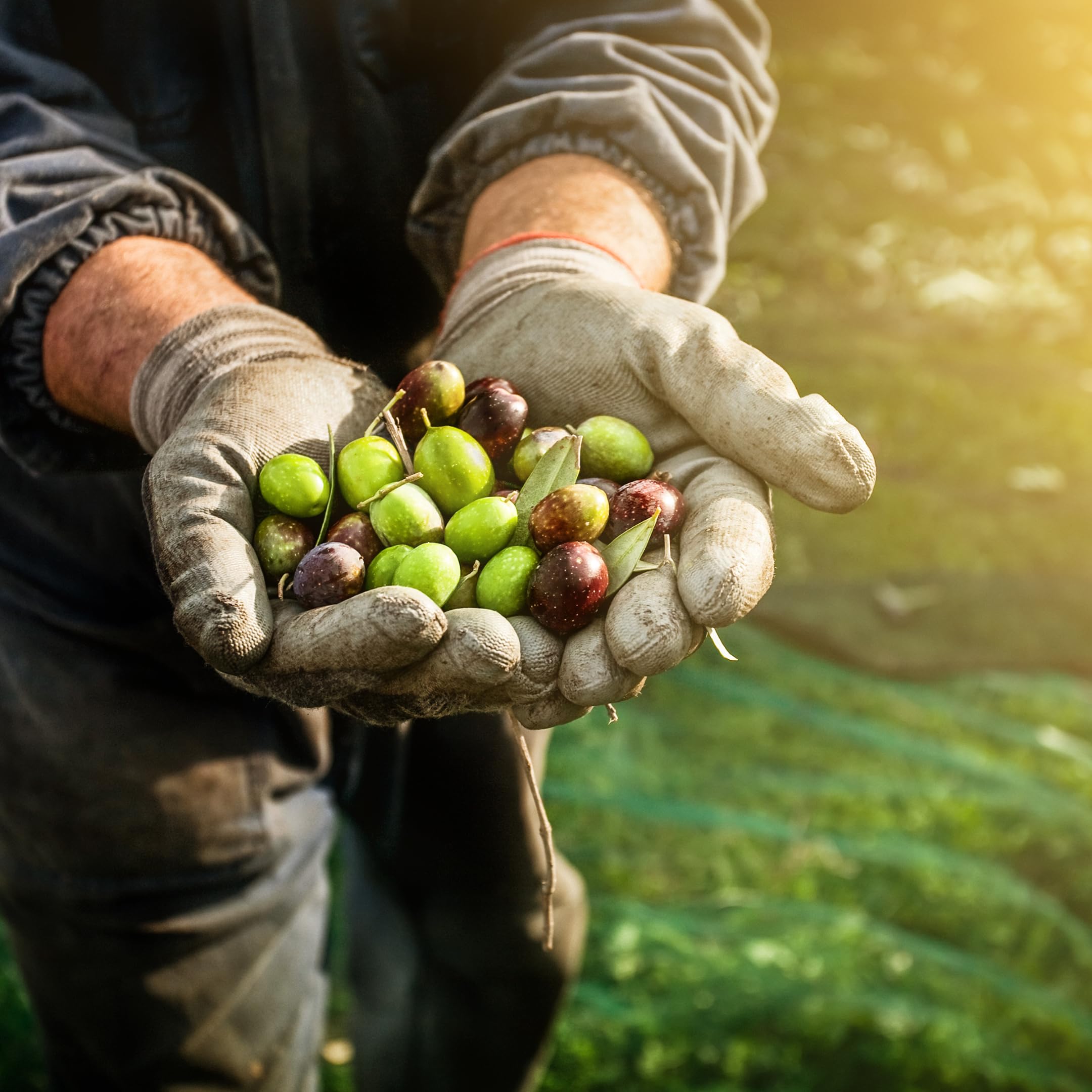 Aceitunas Verdes Aliñadas Chupadedos El Elefante Rosa Bote Familiar 3Kg
