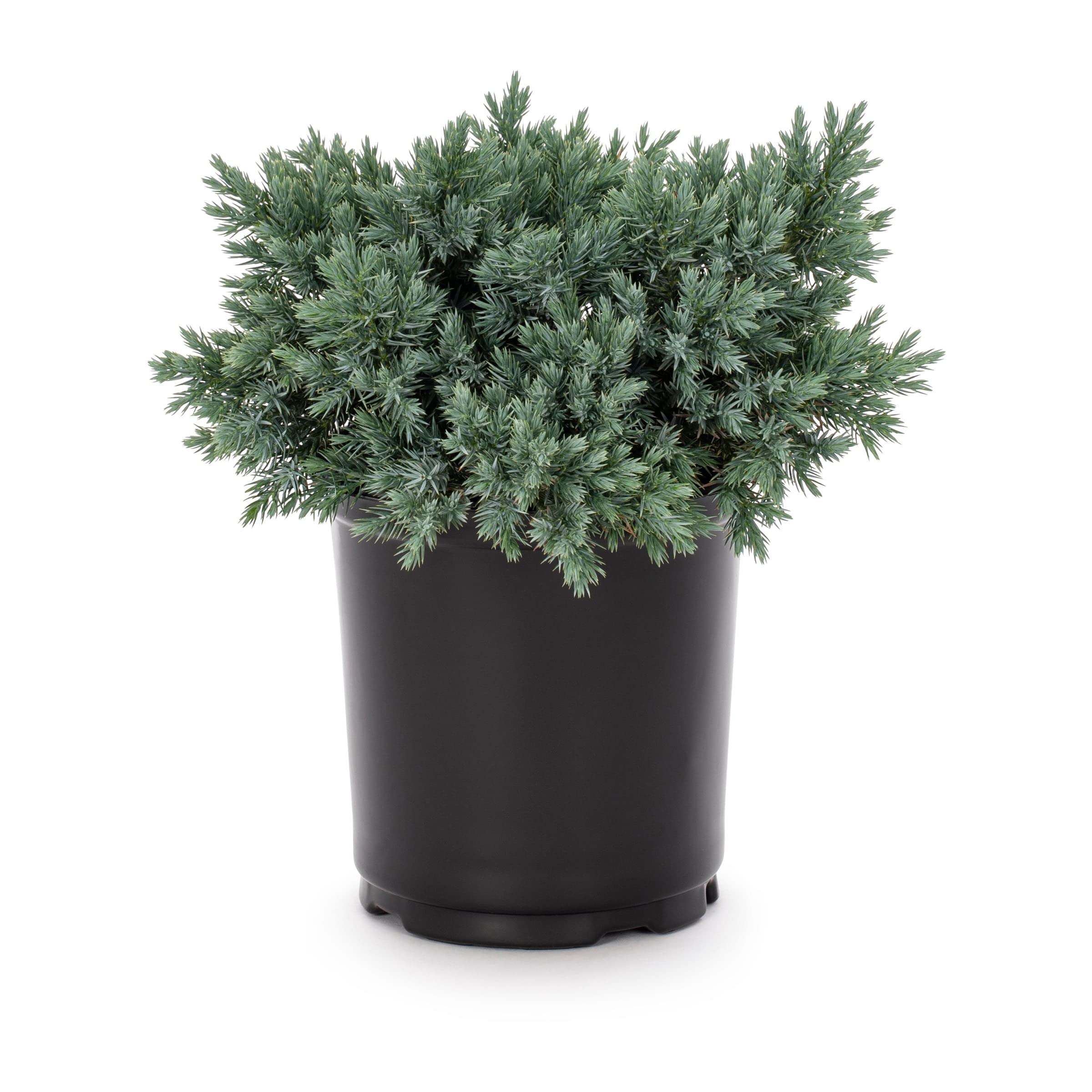Haritadhara Juniper Live Indoor Plant With Pot (B0C2YNMFF5) Amazon Price History, Amazon Price Tracker