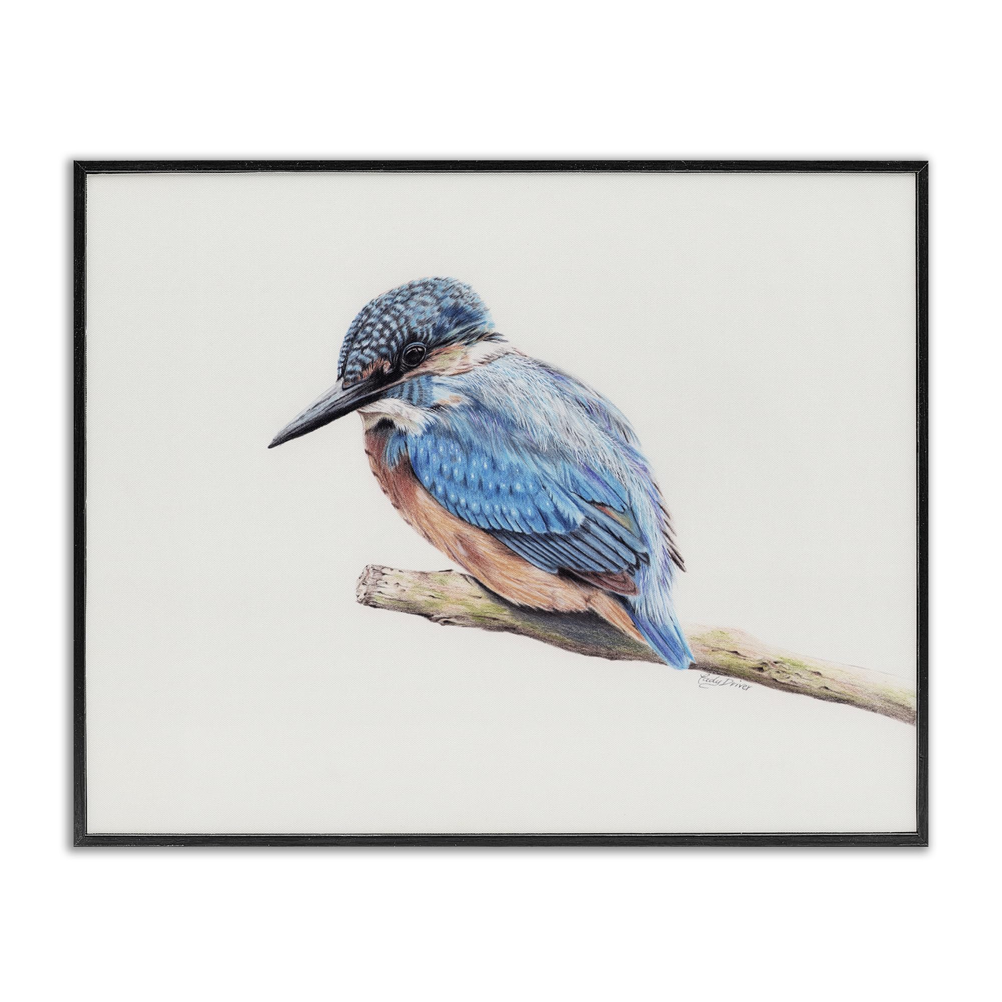 Stupell Industries Vibrant Kingfisher on Branch Black Framed Giclee Art, design by Cady Driver, 16 x 20