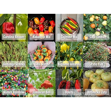 Prademir Samen Chili Set aus Portugal 12 x 100% Natur Premiumsamen saatgut alte sorten Carolina Reaper und andere Chili Samen