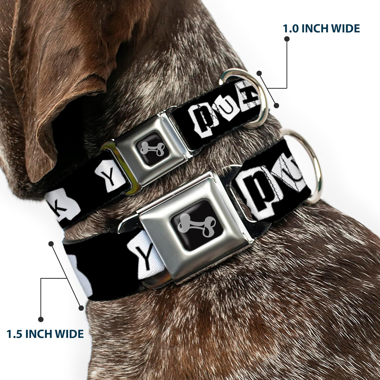 Dog Collar Seatbelt Buckle Punk You Black White 13 to 18 Inches 1.5 Inch Wide