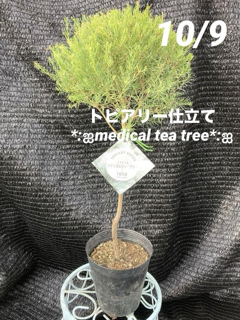 Amazon.co.jp: ②*ஐ可愛らしいトピアリー仕立て*ஐメラレウカ苗木