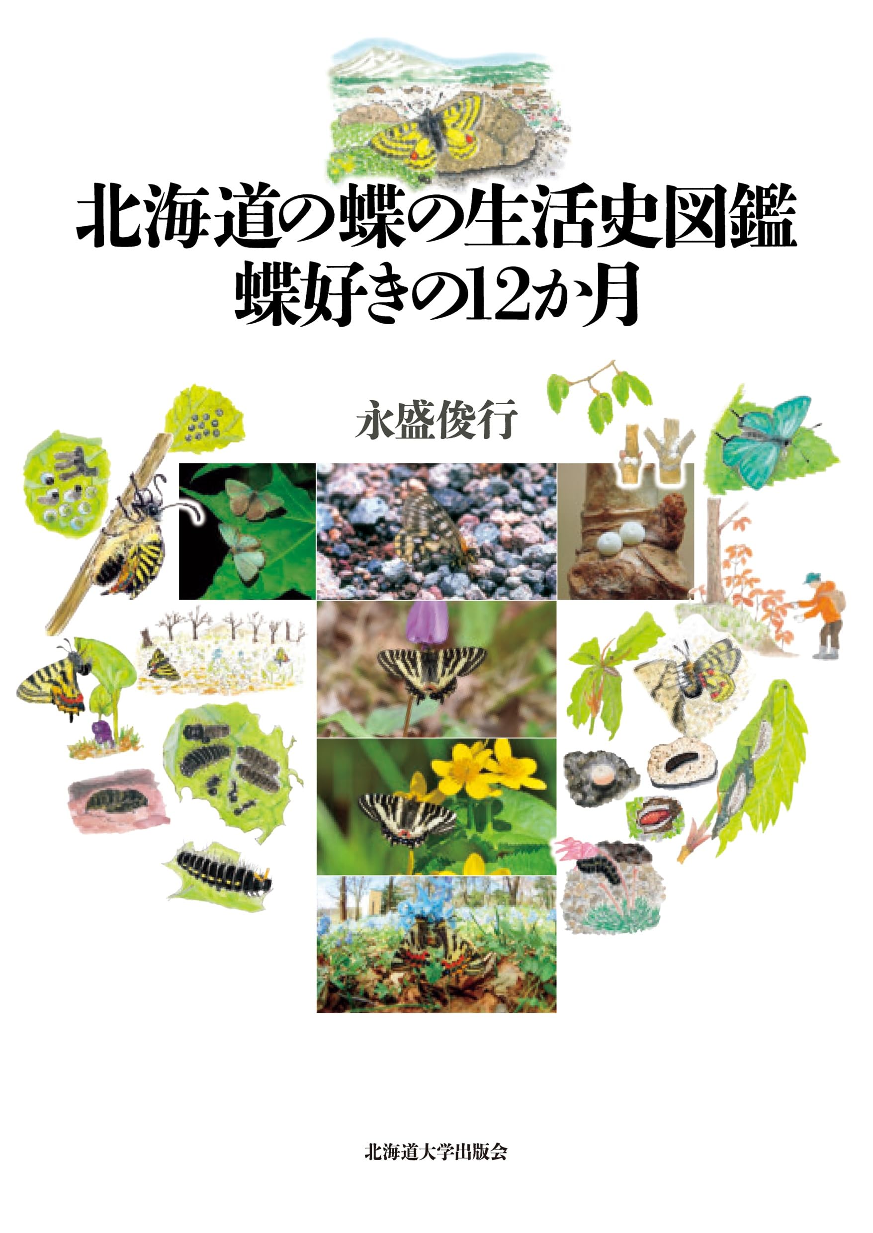 北海道の蝶の生活史図鑑 蝶好きの12か月 | 永盛 俊行 |本 | 通販 | Amazon
