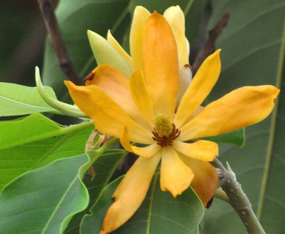 ⑧*:ஐ希少種・甘い香りで縁起も良い*:ஐマグノリア・苗木【金寿モクレン】６号 ②*:ஐ希少種・甘い香りで縁起も良い*:ஐマグノリア・苗木【金寿