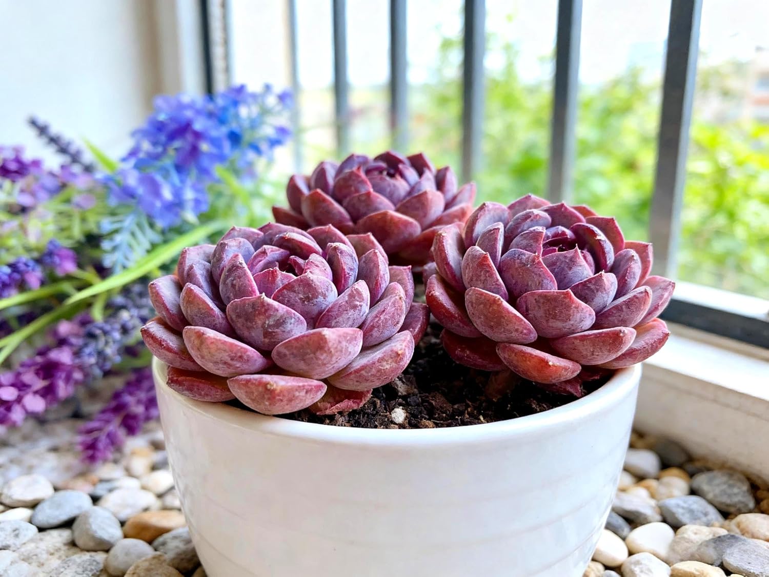 Succulent Plants Live– Easy Care Bare Root Succulents for Indoor Outdoor Decor, Mini Live Plants for Home, Garden, Office, & Gift Ideas (3pc)