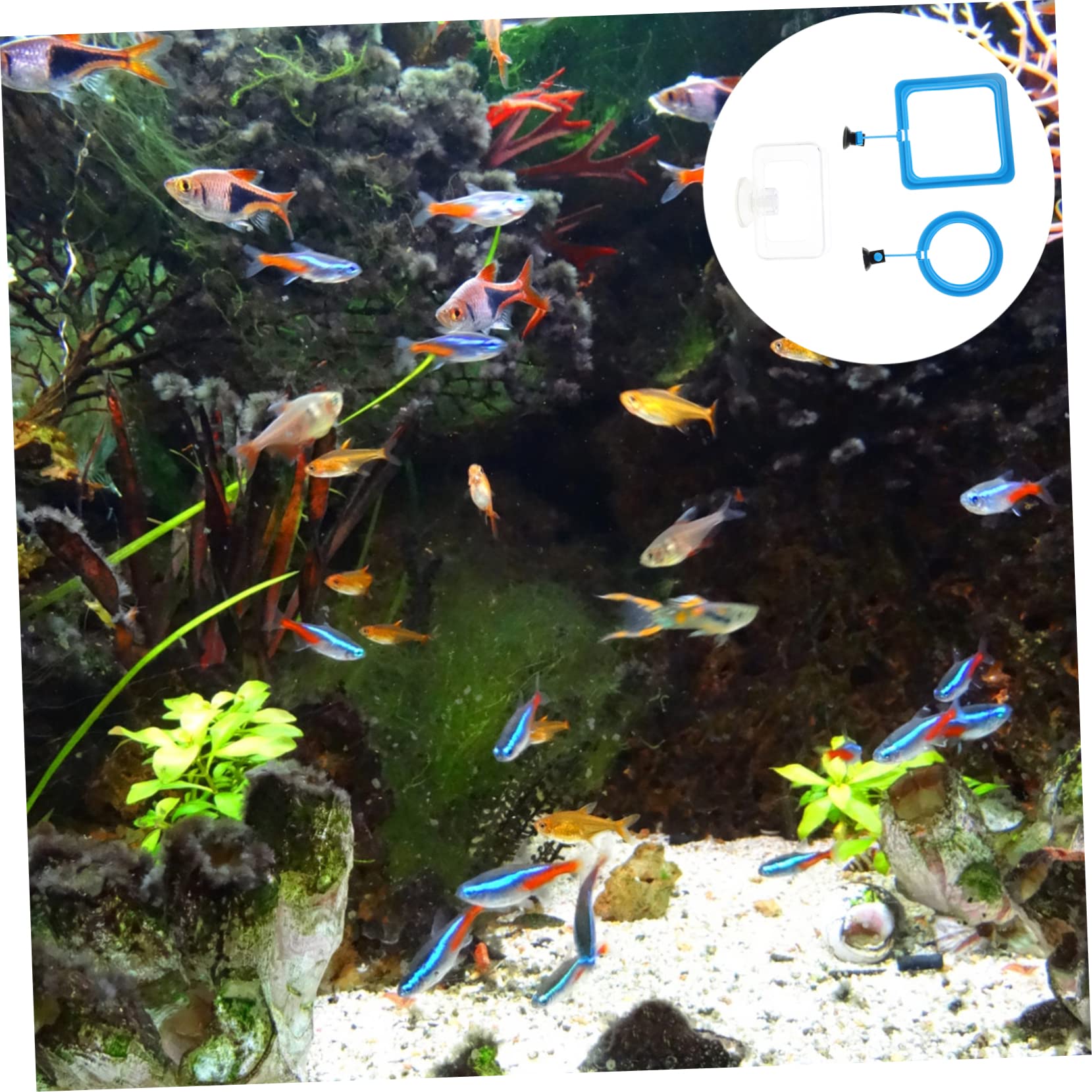Toddmomy 12piezas Anillo De Alimentación para Peces Ventosa De Diferentes Formas para Acuarios Alimentación Controlada y Reducción De Desperdicio De Comida