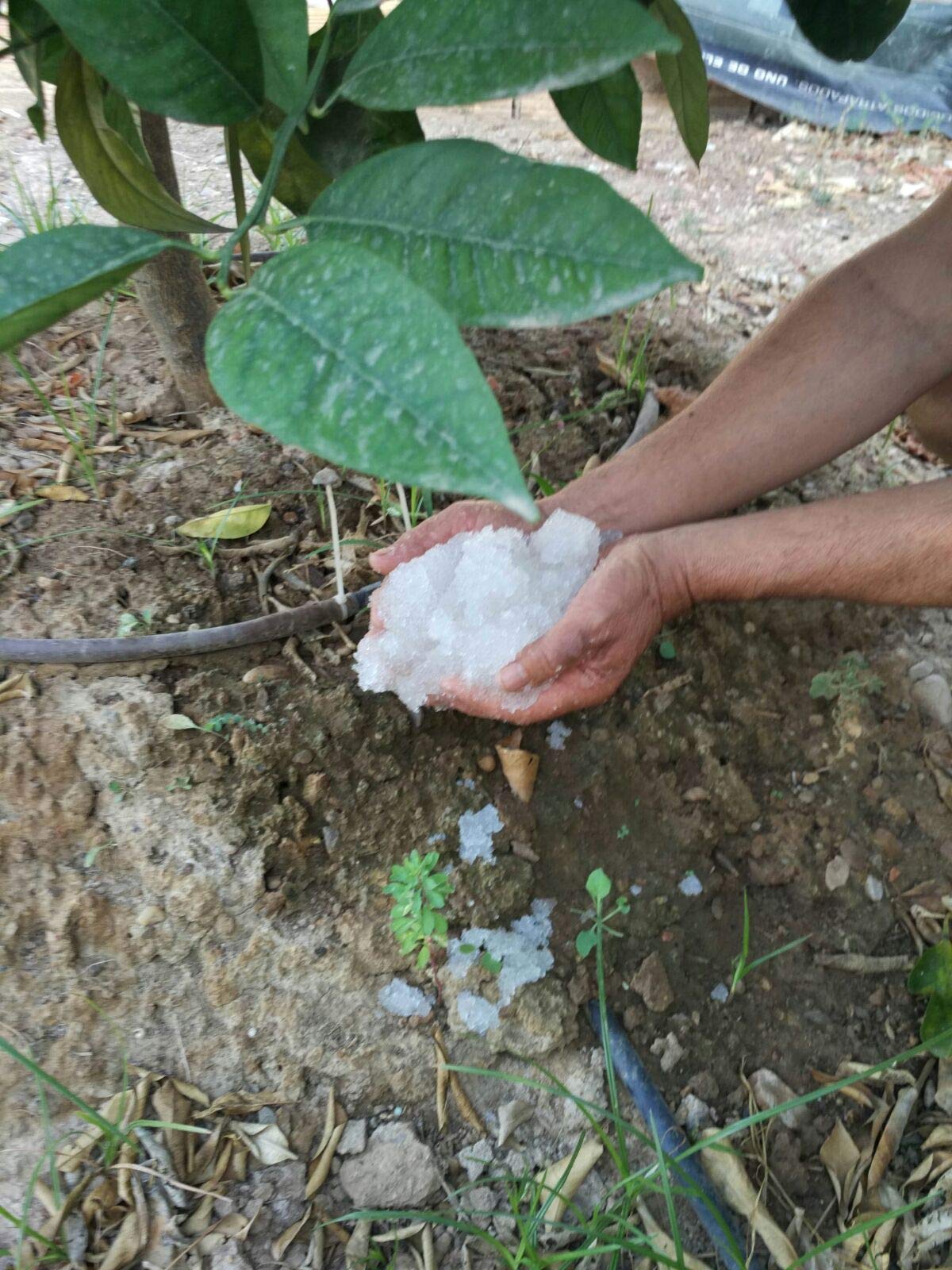 NOVINGRECONS Agua Gel - Paquete 20g Formato Pequeño Jardin/Huerto ...