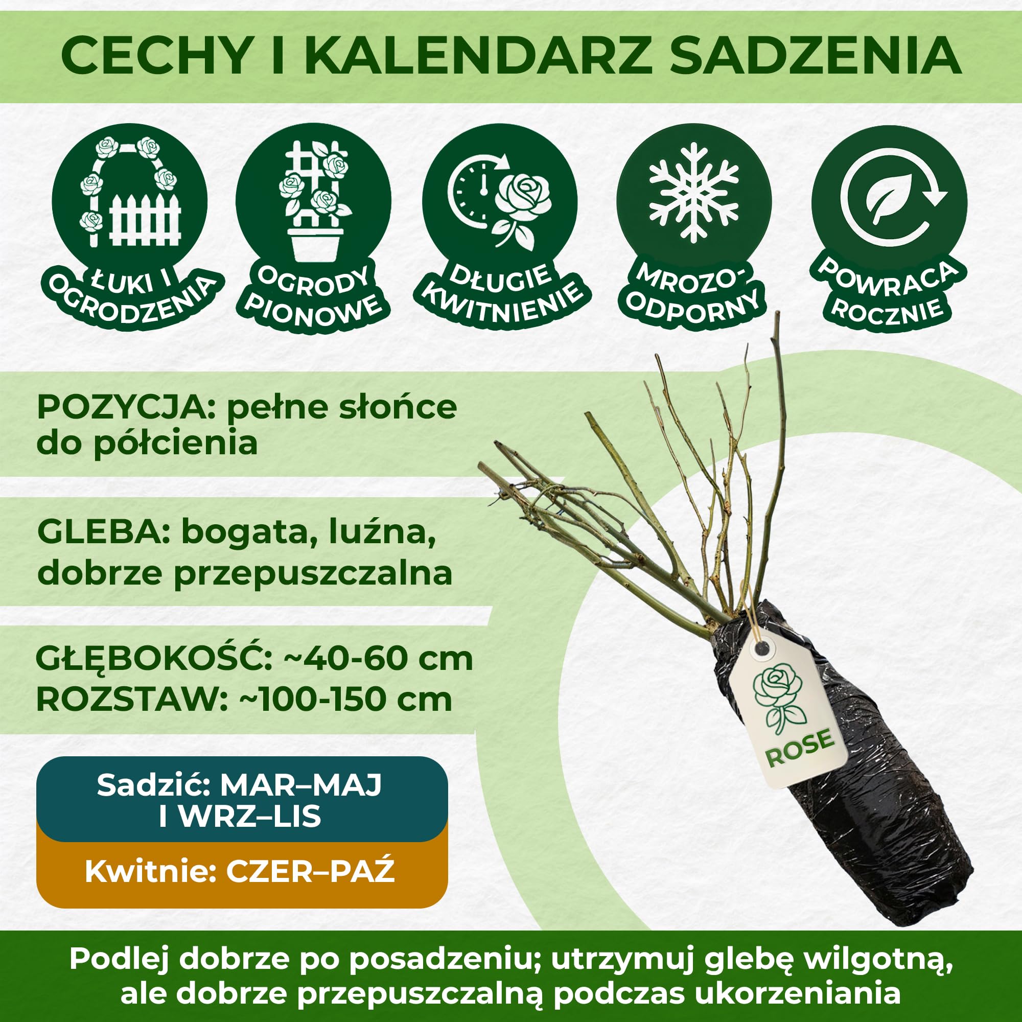 Mieszanka Krzewów Róż Z Gołym Korzeniem – Osiria/Malaga/Blue Moon/La