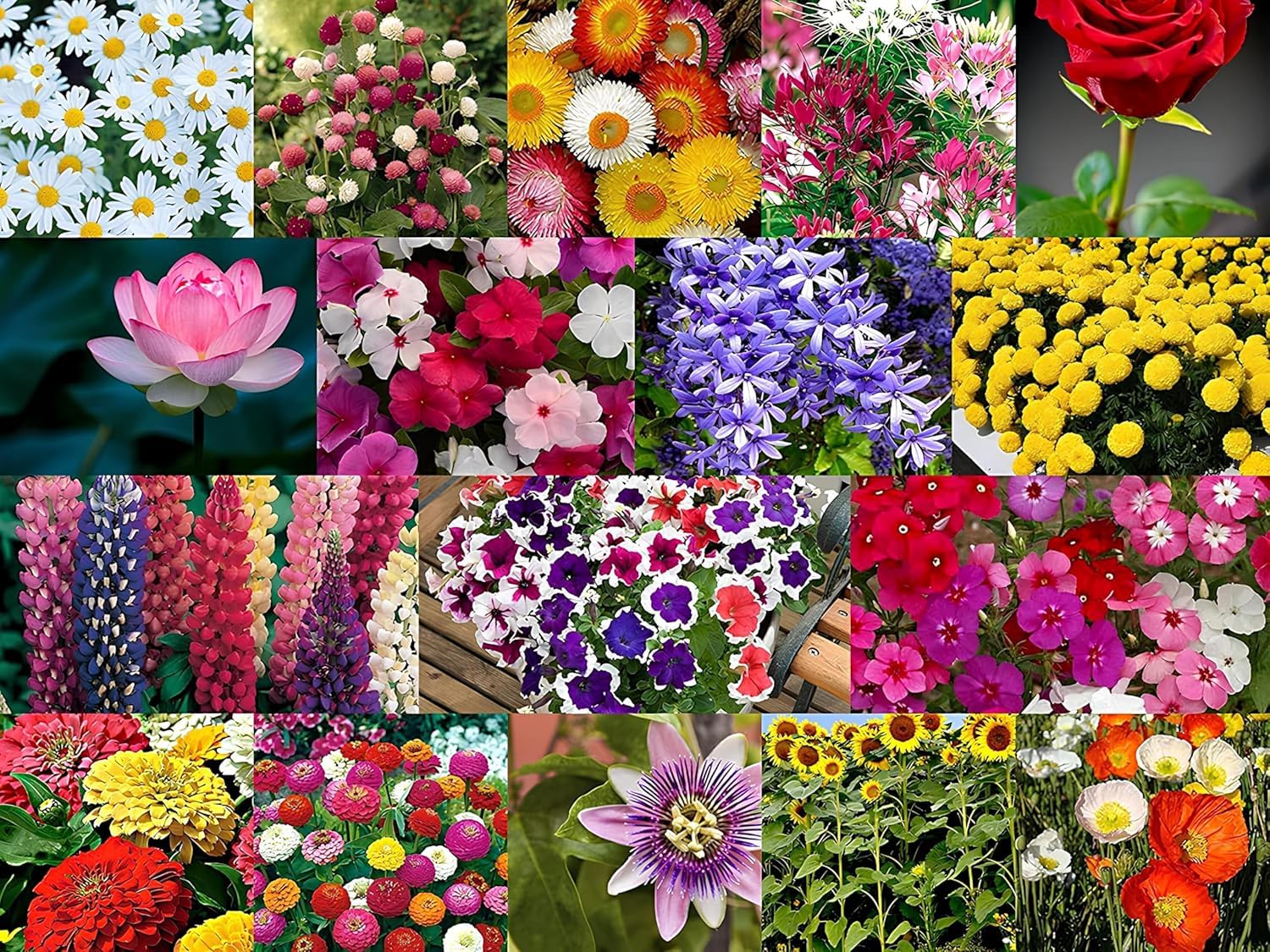 NooElec Seeds India 2200+ Seeds- All Seasons 50 Variety of Hybrid Flower Seeds Combo Pack- All Year Seeds Bank 4