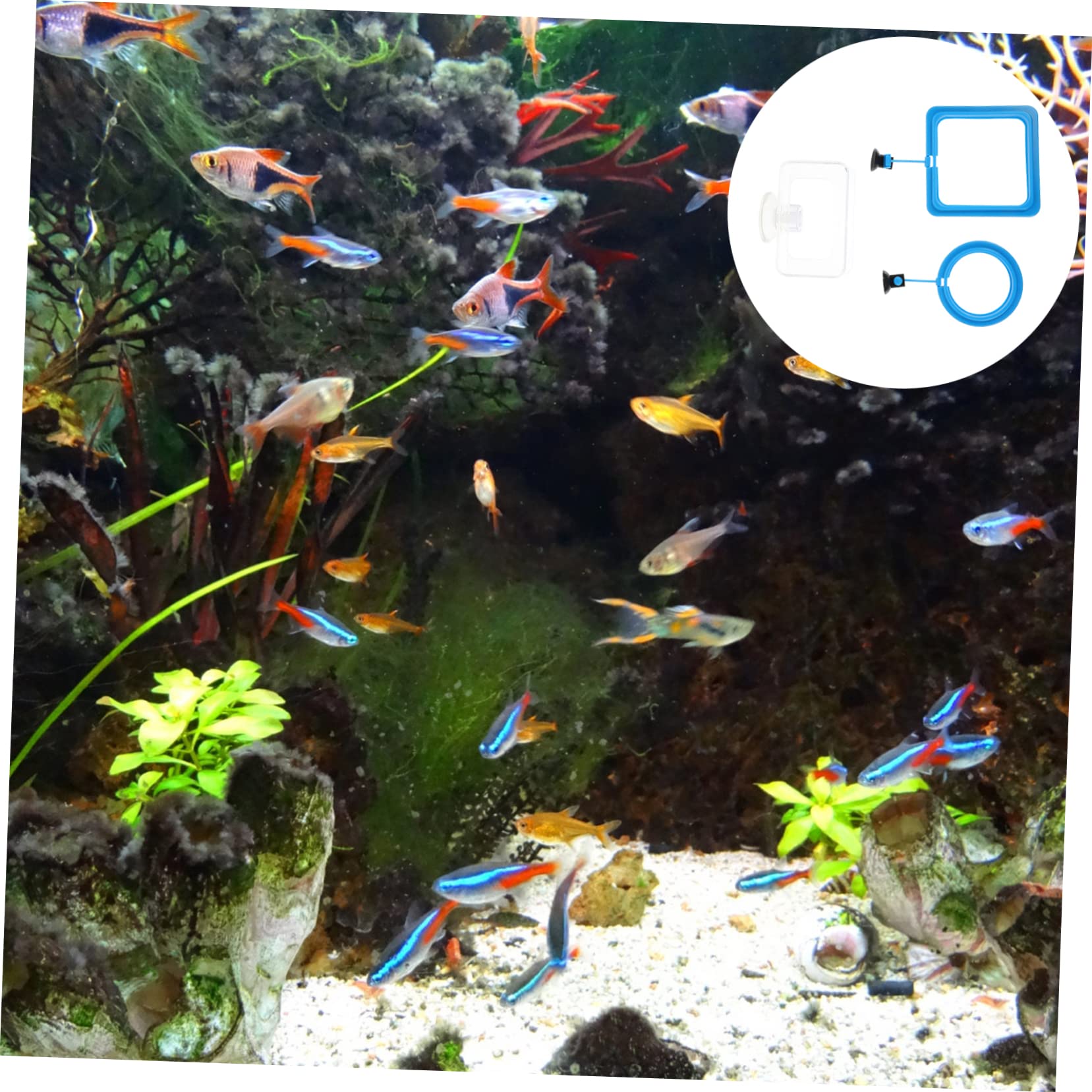 Mipcase 15stücke Futterring Für Aquarien Teiliges Mit Saugnapf Für Tropische Fische Garnelen Leicht Zu Reinigen Futterabfälle Für Süß Salzwasser Geeignet
