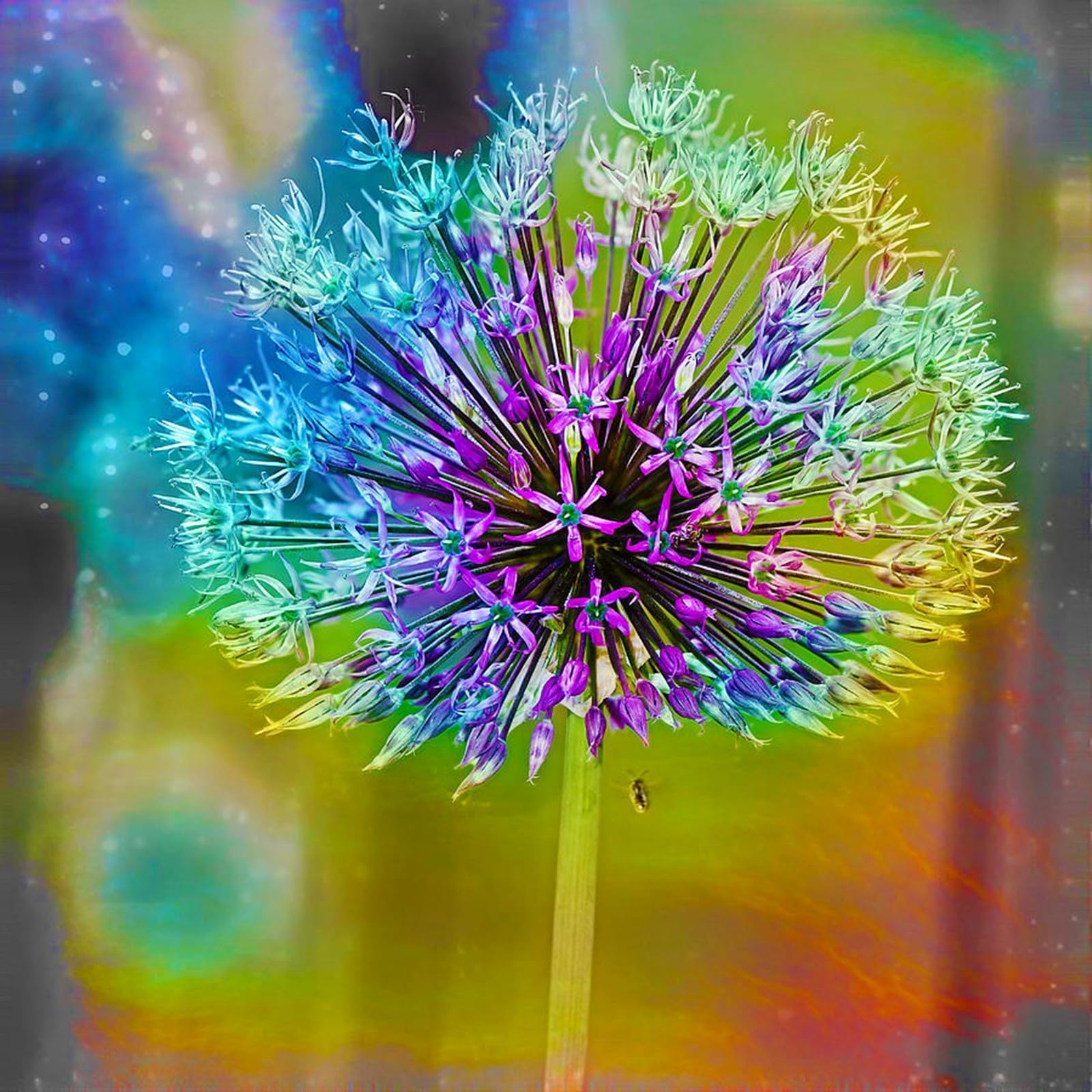 Allium Can Be Planted Now UK, Surprise Growth, Garden Decoration, No Watering Required, Fragrant Flowers, Suitable for Autumn-15 Rhizome-D