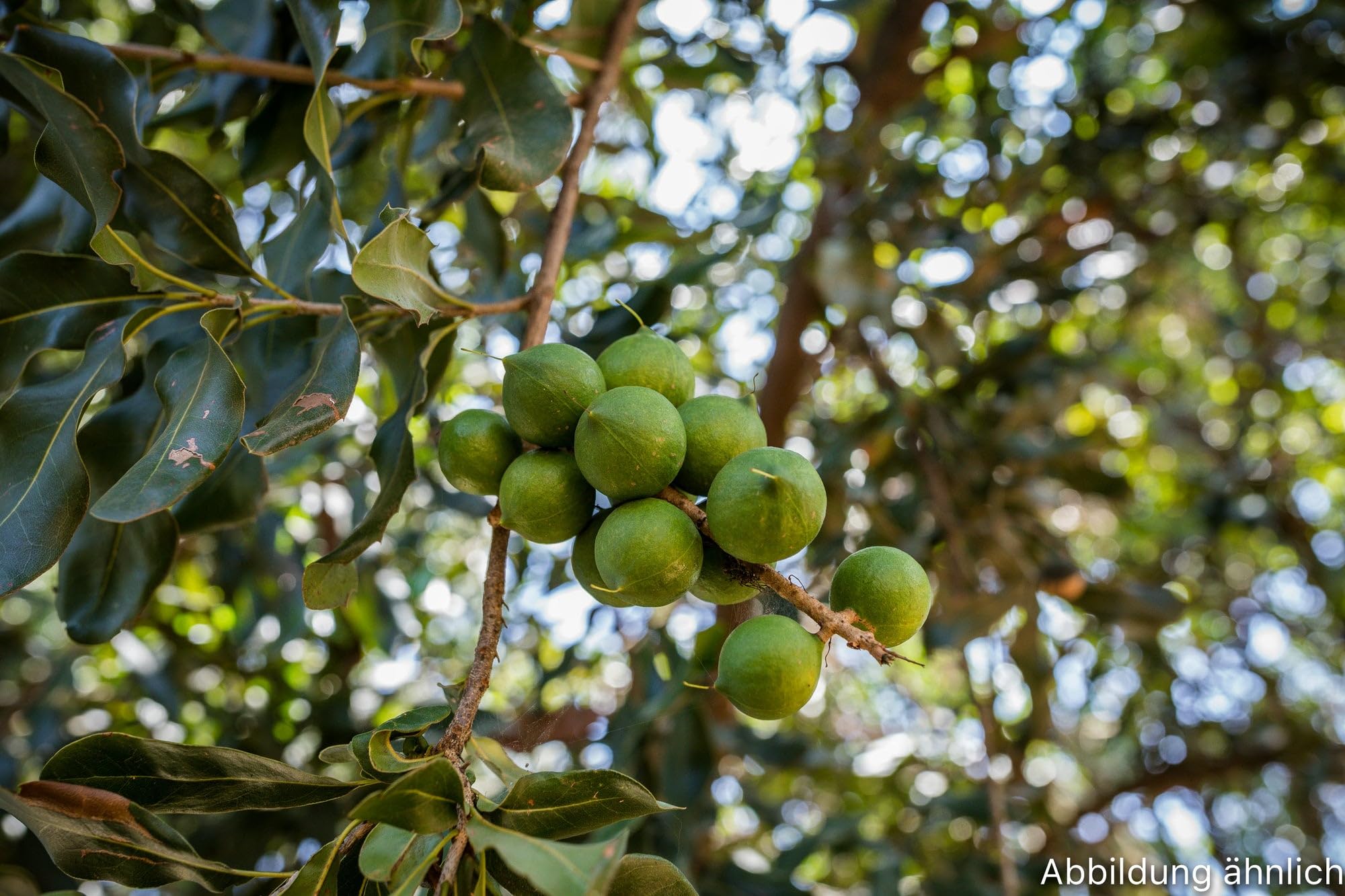 Macadamiakerne Natur ohne Salz 1000g | ganze Macadamianüsse ohne Schale | 100g/250g/500g/1kg | Macadamia Kerne ungesalzen und ungeröstet | Rohkostqualität