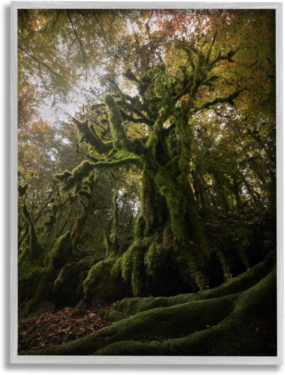 Stupell Industries Aged Mossy Rooted Tree Autumn Forest Photograph Jennifer Zolan Grey Framed Wall Art, 16 x 20
