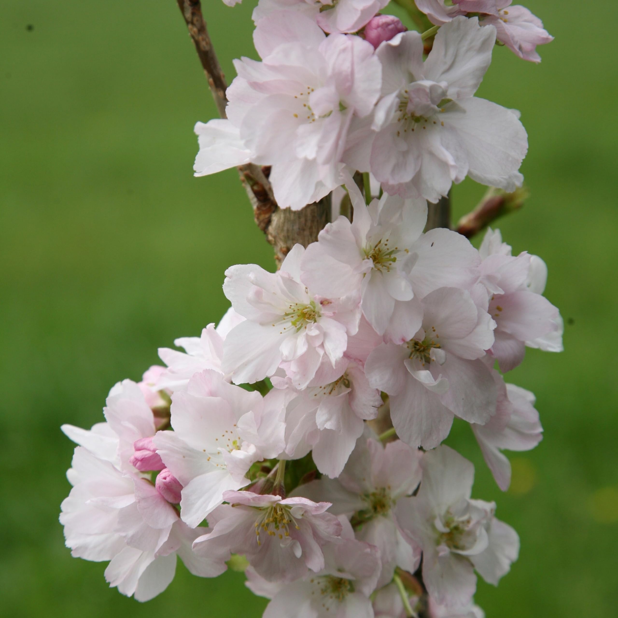 Plant Theory 1.8m - 2.1m Amanogawa Flowering Cherry Blossom Tree Prunus 9L Pot