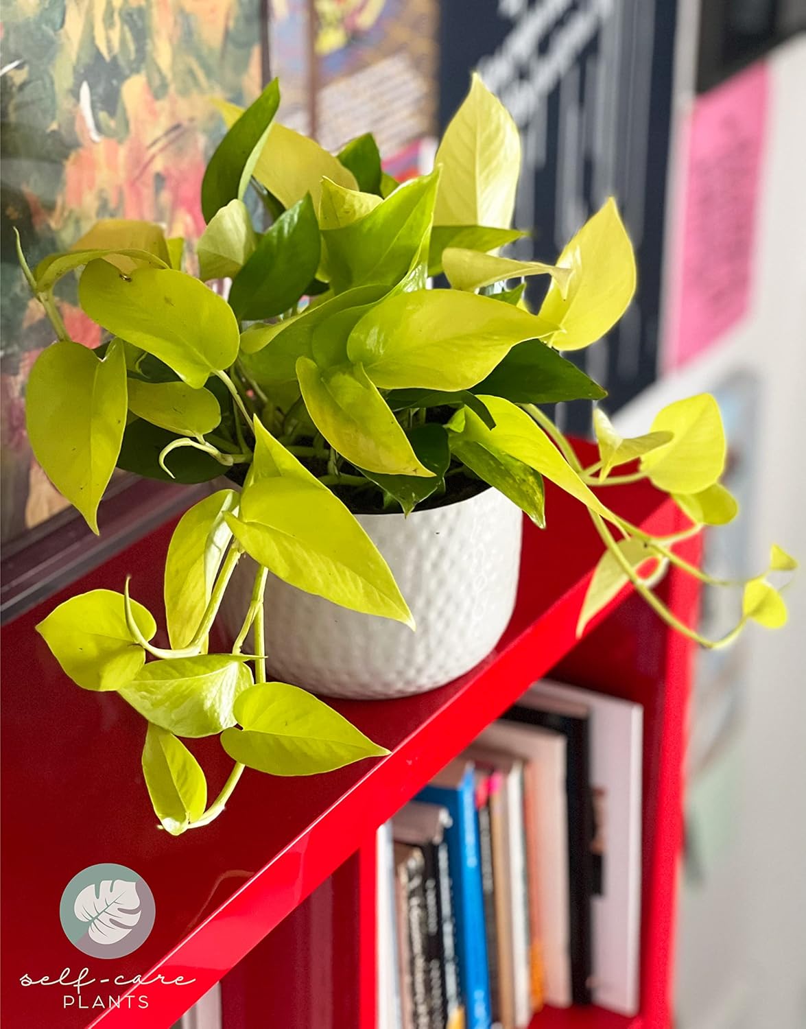 Nature’s Way Farms Pothos Neon Live Plant (8-15 in. Tall) in Grower Pot