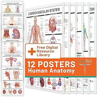 Human Anatomy Posters for Medical Students – 12 Laminated Wall Charts Covering 13 Human Body Systems – Muscle, Skeletal, Nervous, Lymphatic – Ideal for Classrooms, Dorms & Healthcare Settings - 18x24