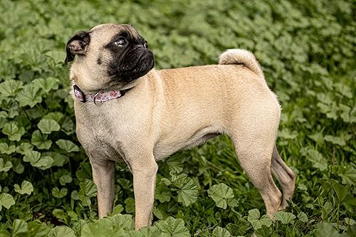 Miniatura 4 de Collares de perro para cachorros pequeños, medianos y grandes patrones clásicos en collares de larga duración, ajustables, fuertes y duraderos para