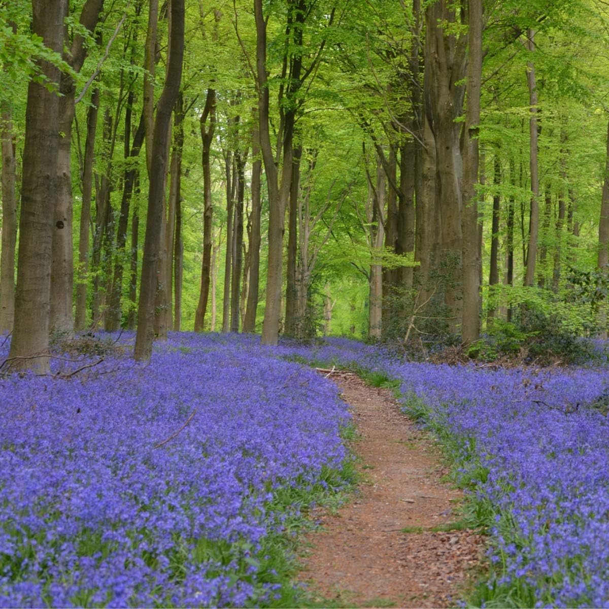 Bluebell - Native English Seeds
