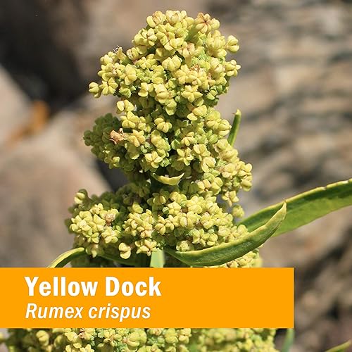 Miniatura 2 de Herb Pharm Extracto líquido de muelle amarillo para apoyo del sistema digestivo - 1 onza