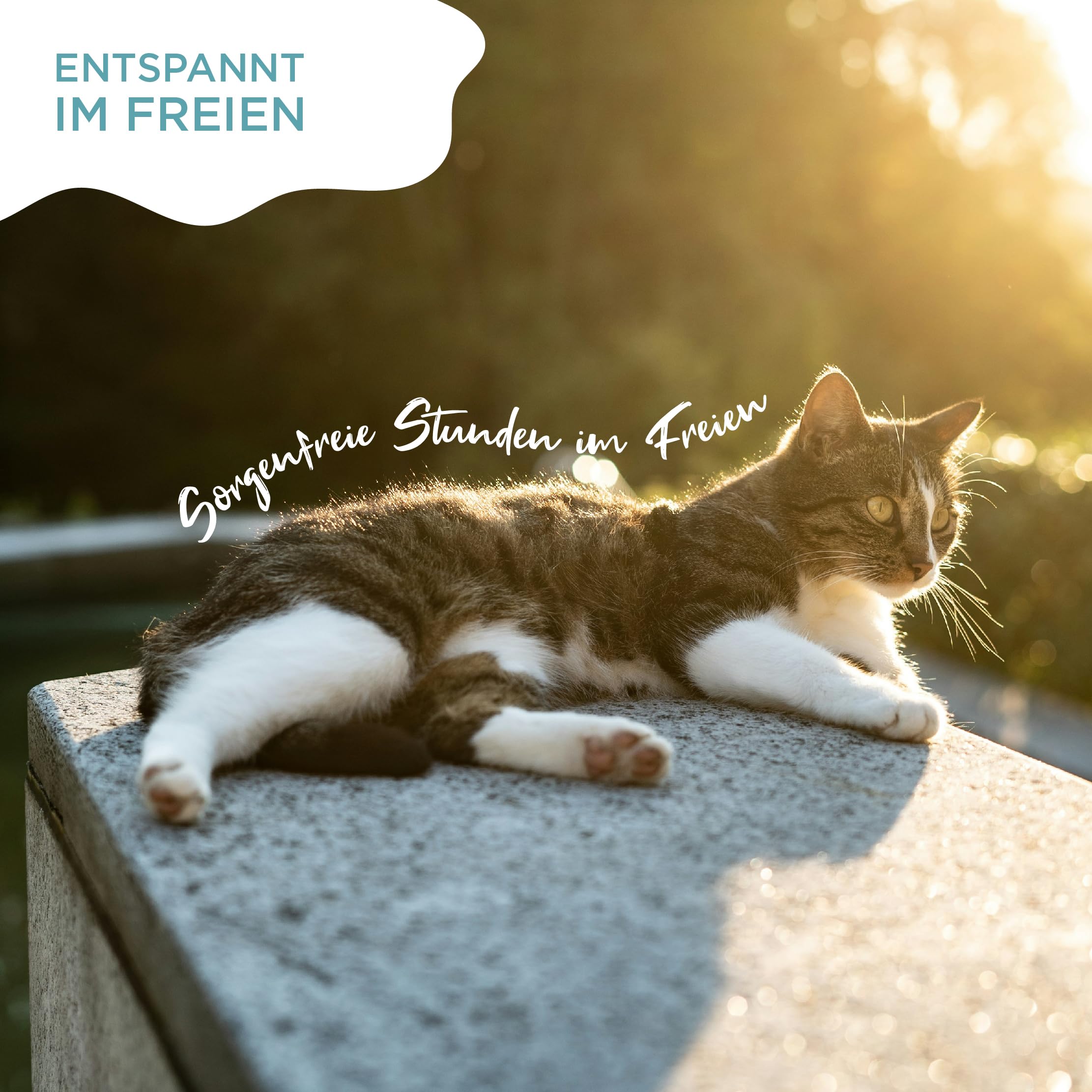 OptiPet Spot On 18x1ml Pipetten für Katzen, Hochwirksam bis zu 72 Wochen gegen Milben, Flöhen, Zecken, Läusen