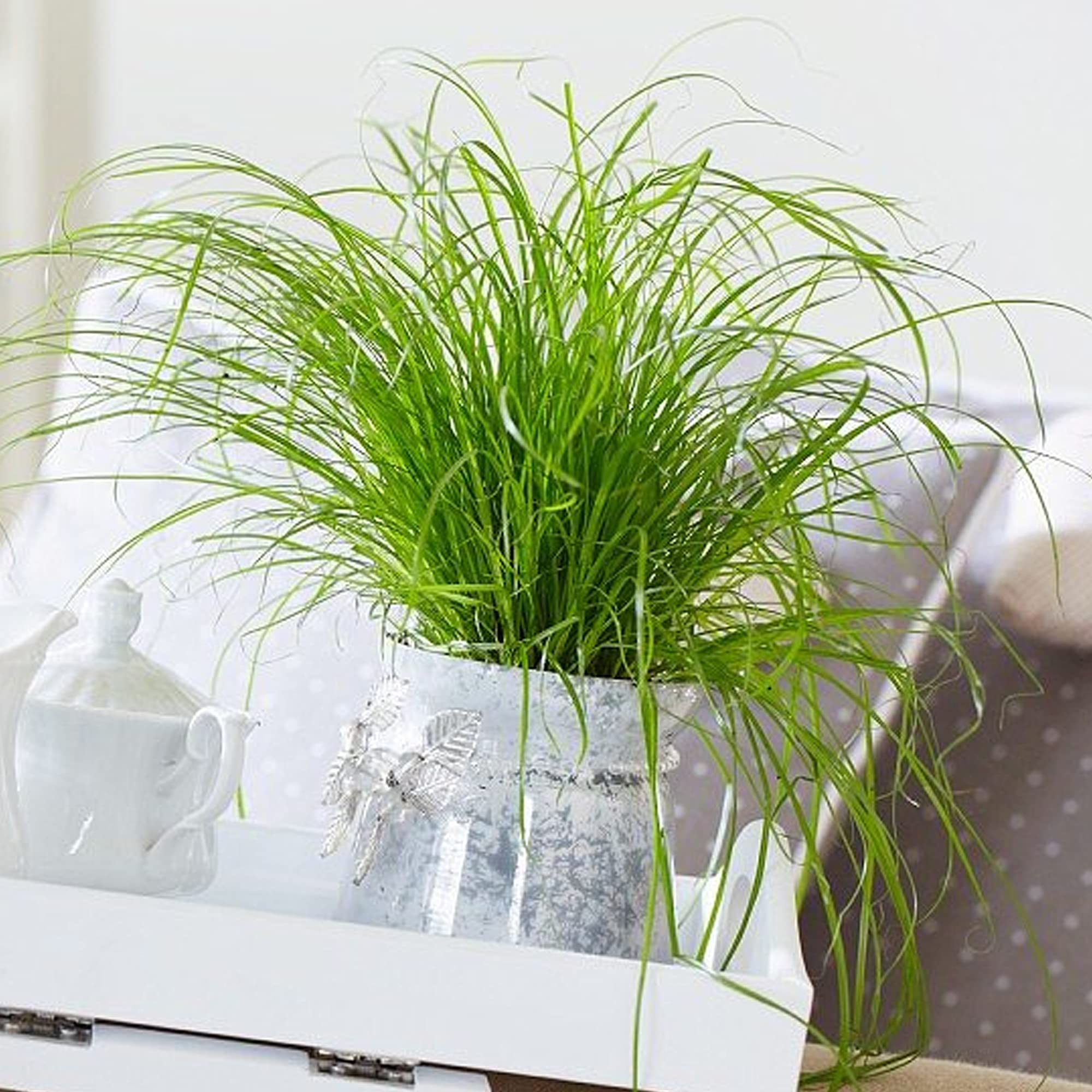 Pianta Erba Gatta Cyperus Zumula - Per Interni, Adatta Ai Gatti, Altezza 20-30cm - Gardeners Dream - Foto 13