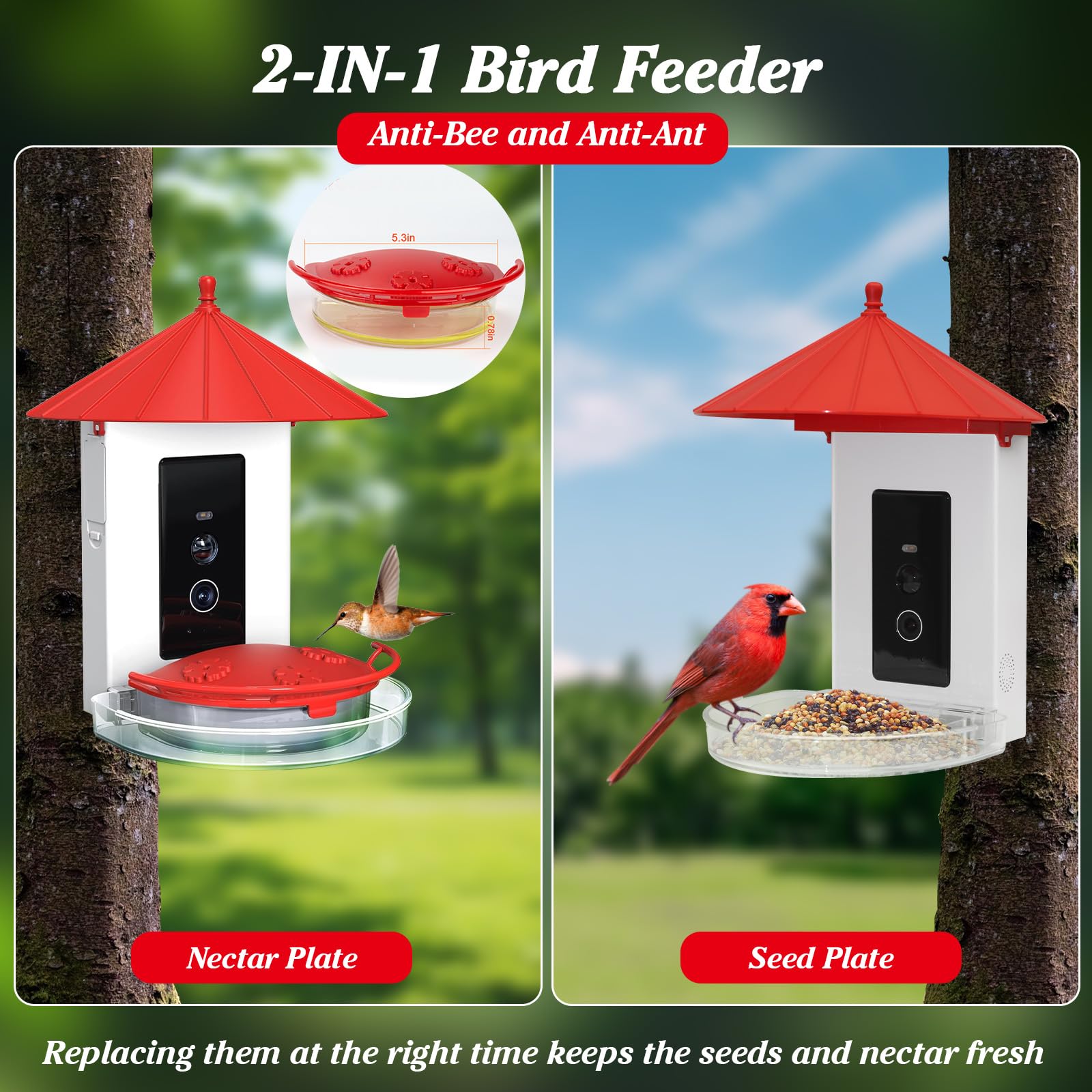 Alimentatore Hummingbird Con Fotocamera Wireless Smart Uccelli Per Mangiatoie Per Video Allaperto Guardando La Fotocamera Ai Con Video Di Acquisizio~p115718875