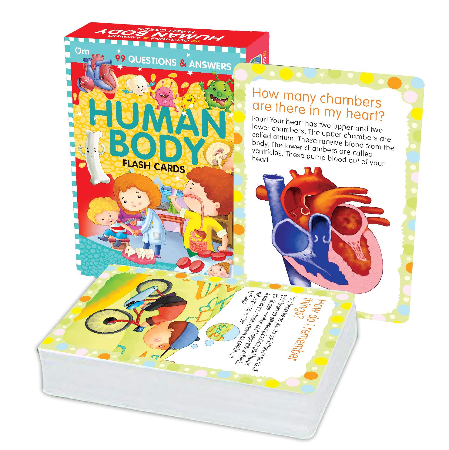 Flash Cards: 99 Questions and Answers Human Body Flash Cards 2