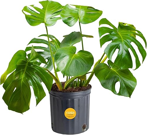 Costa Farms Monstera - Planta de queso suizo, planta de interior viva, planta de interior de hojas divididas fácil de cultivar en maceta de
