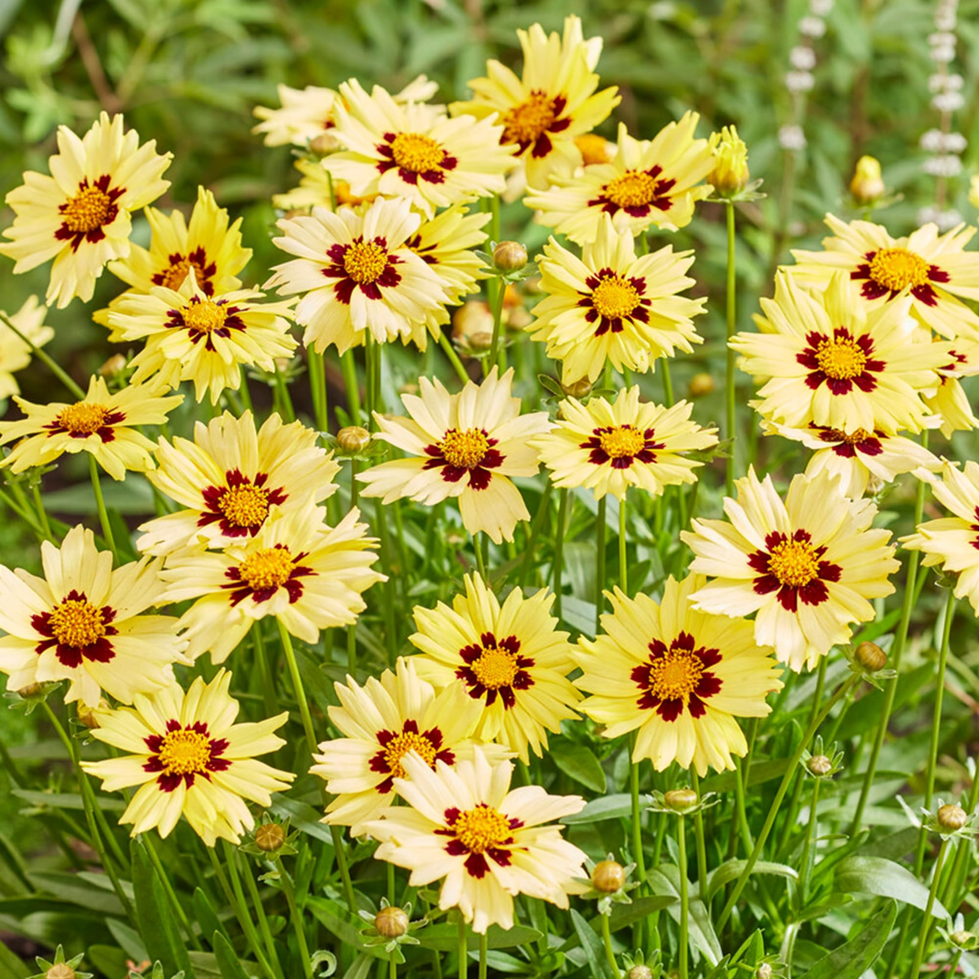 Coreopsis Solar Moon - Live Outdoor Perennial - Drought-Tolerant Flowering Plant for Garden Borders and Containers - Attracts Pollinators - Easy to Grow Hardy Plant (9 cm Pot, 10-20 cm)