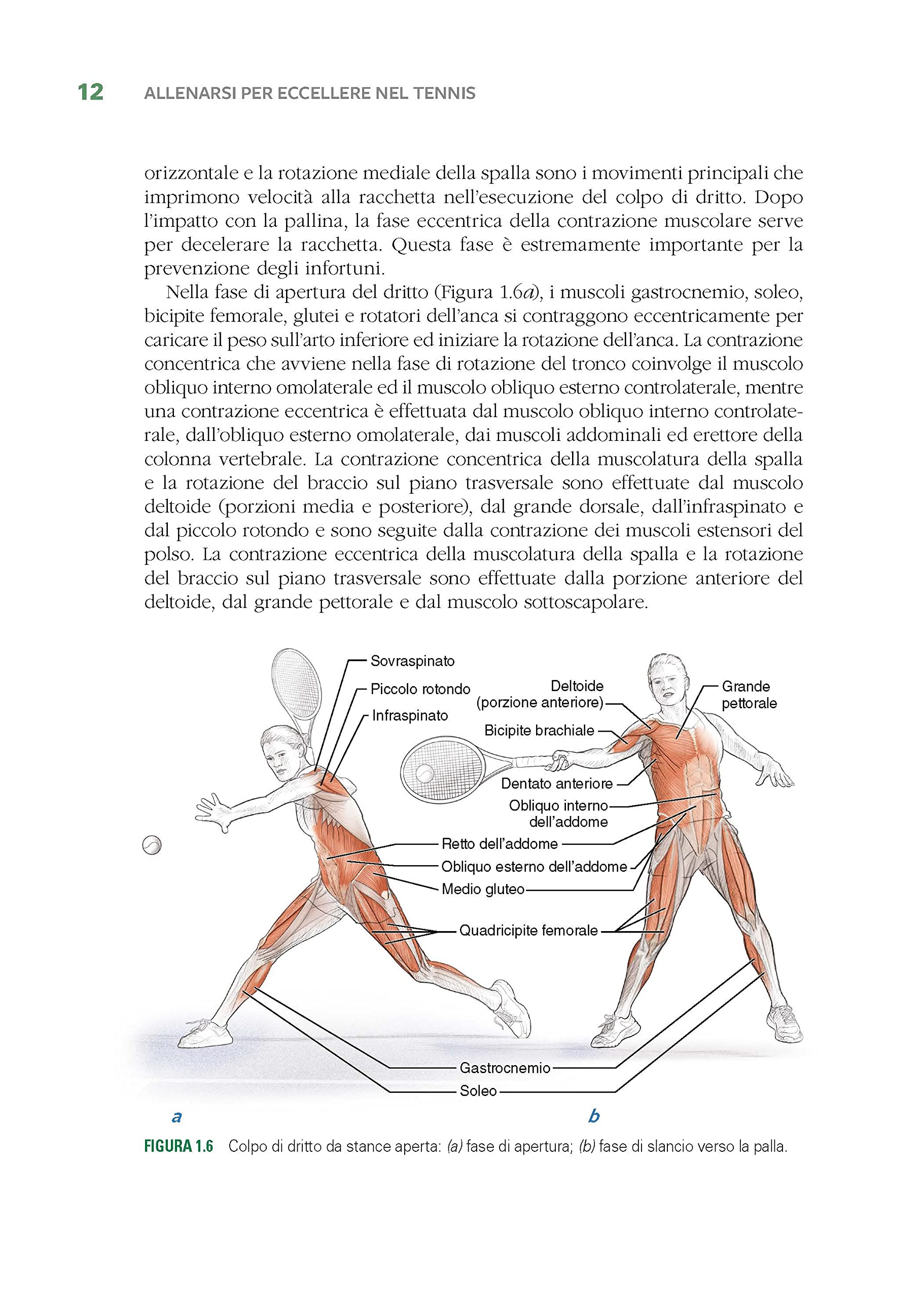 Tennis e anatomia umana. Manuale illustrato per migliorare forza, velocità, potenza e movimento nel tennis