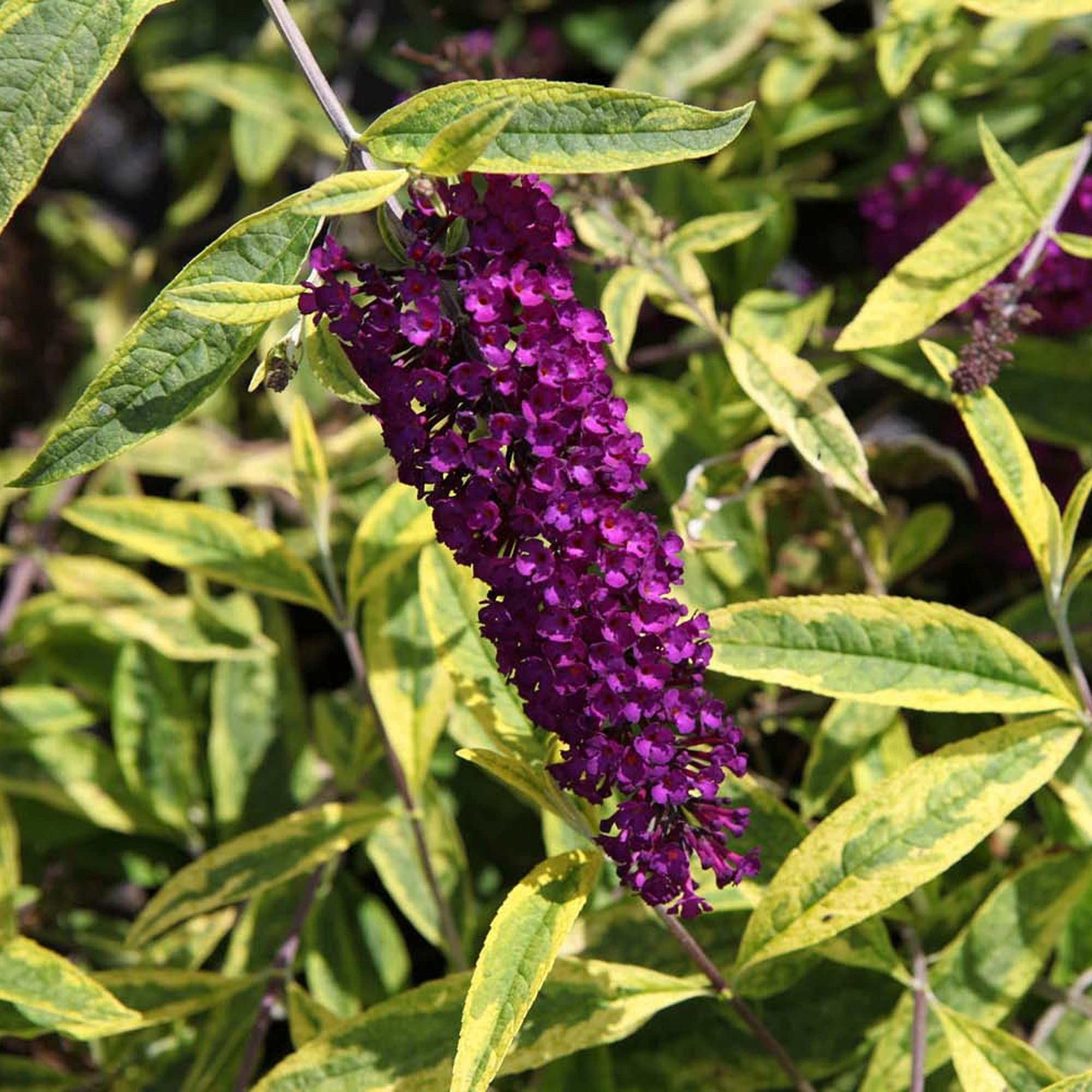 Buddleja Davidii Santana, Buddleia, Butterfly Bush, Scented, Hardy Shrub, Purple Flowers, Attracts Butterflies, Ideal for Wildlife Gardens, Supplied as 2 x 3.6-Litre Potted Plants by Suttons
