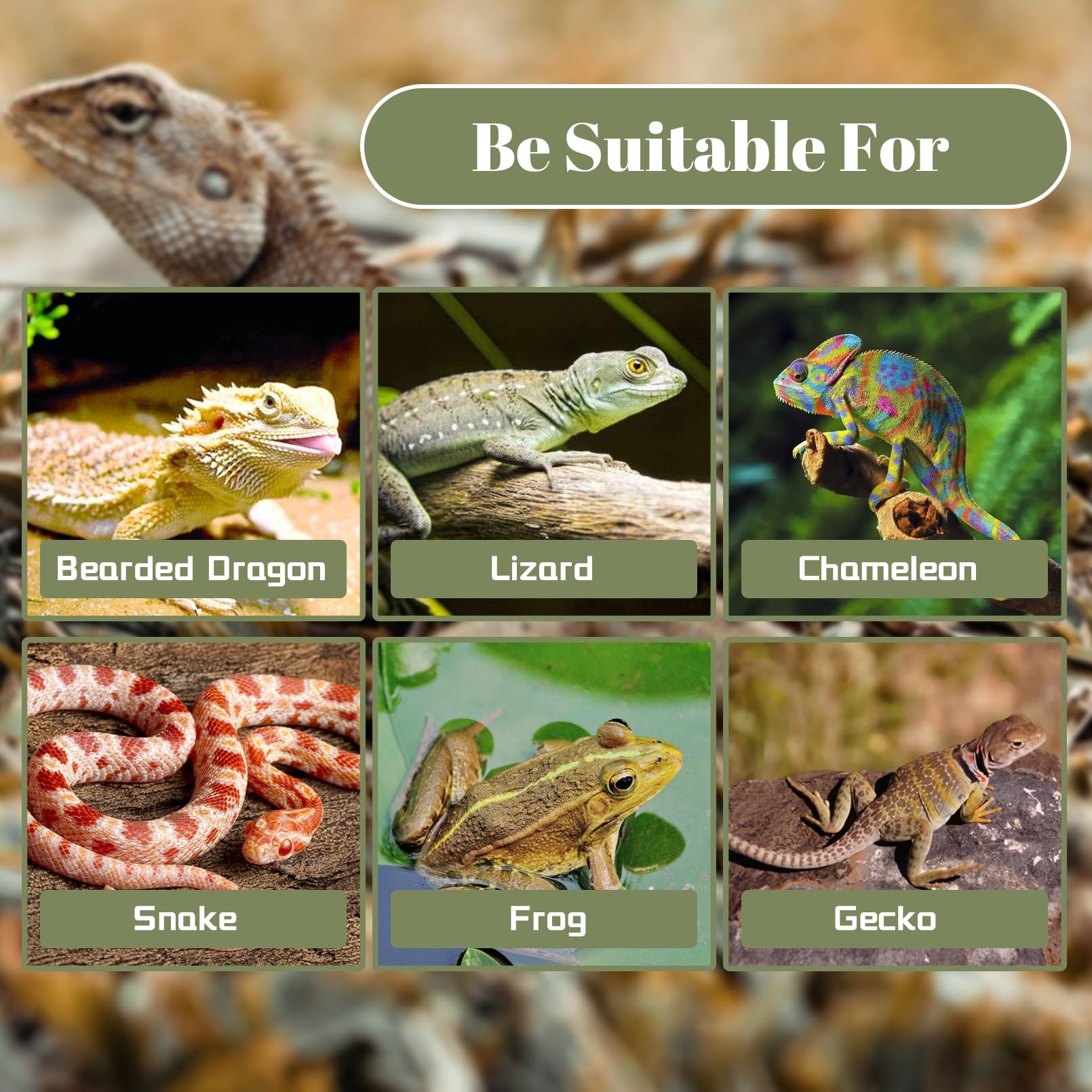 7 accessori per serbatoio di gechi crestati, capanna in cocco leopardo naturale con scala, piattaforma in plastica, per rettili, ponte, lucertola, amaca, piante da appendere, viti della giungla