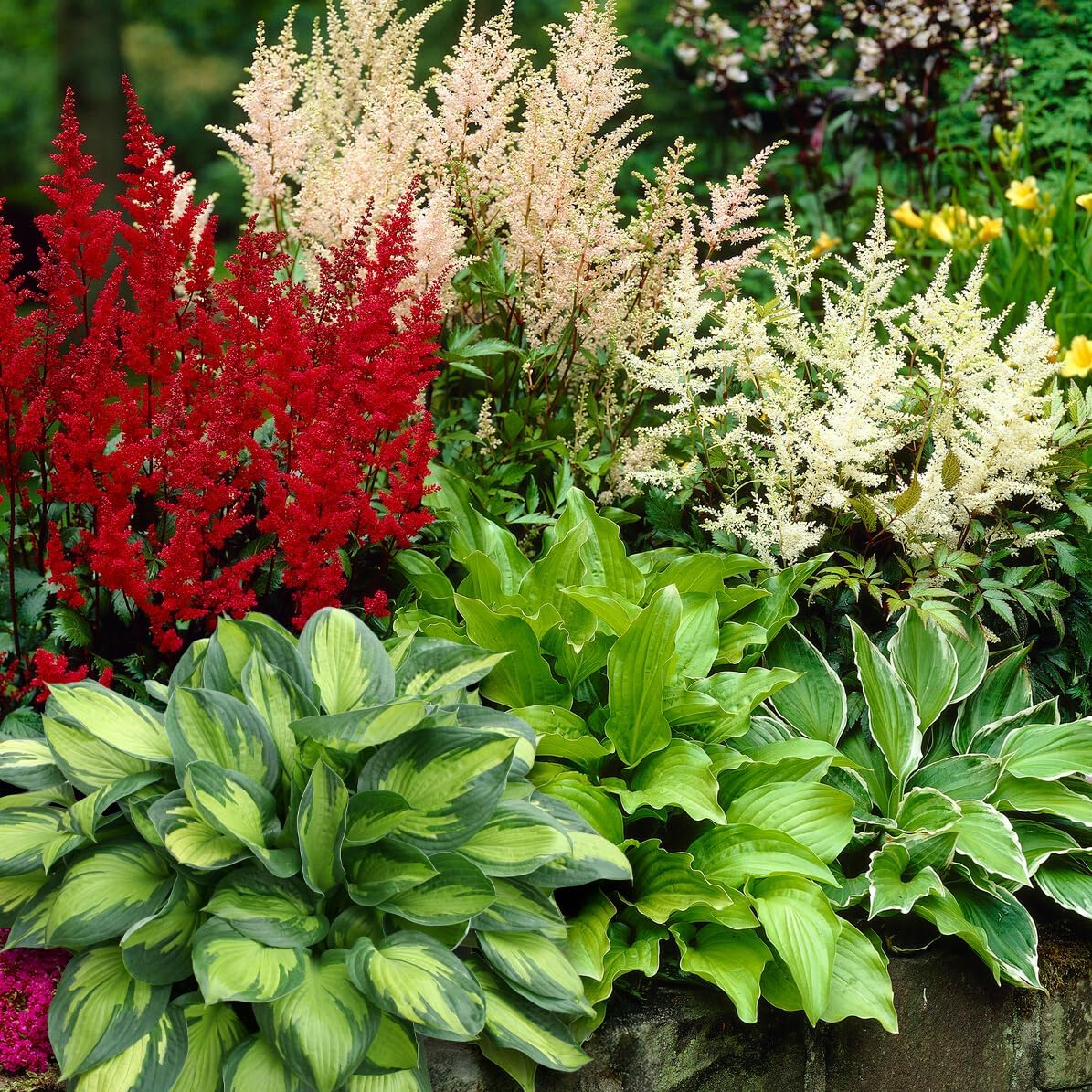 Complete Shade Perennial Flower Bulb Garden - 30 Bulbs for 50 Days of Continuous Blooms (Summer Color from July Through October) - Easy to Grow Summer Planting Bulbs by Willard & May