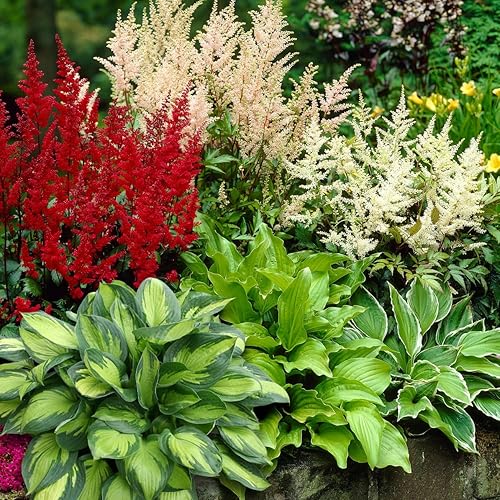 Complete Shade Perennial Flower Bulb Garden - 30 Bulbs for 50 Days of Continuous Blooms (Summer Color from July Through October) - Easy to Grow Summer Planting Bulbs by Willard & May