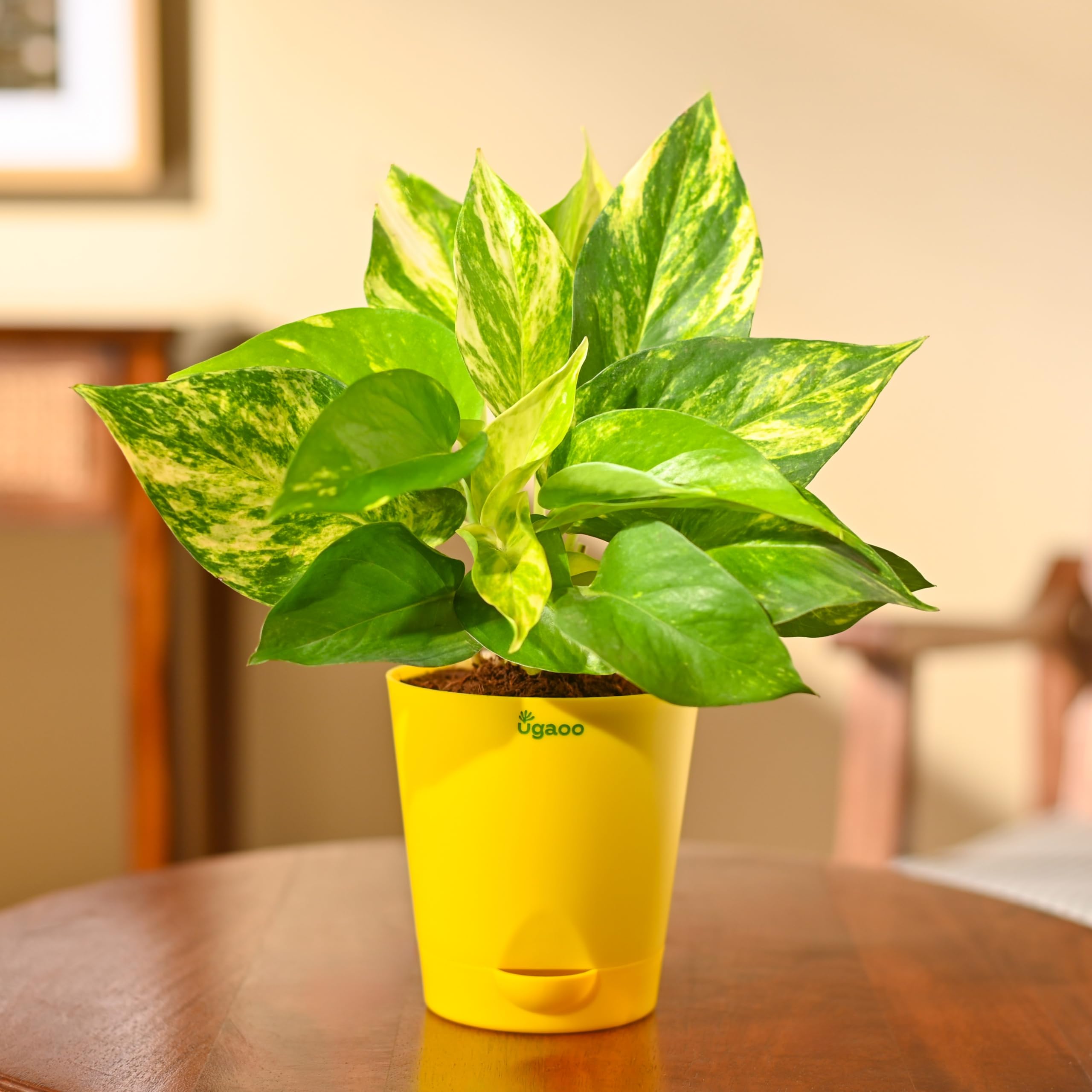 Ugaoo Variegated Money Plant - Self Watering -1