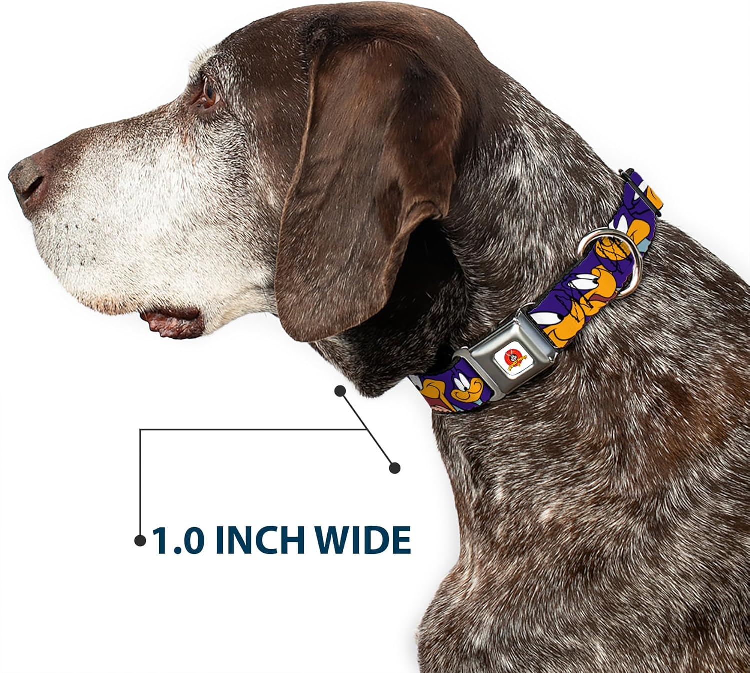 Buckle-Down Seatbelt Buckle Dog Collar - Road Runner Expressions Royal - 1" Wide - Fits 9-15" Neck - Small