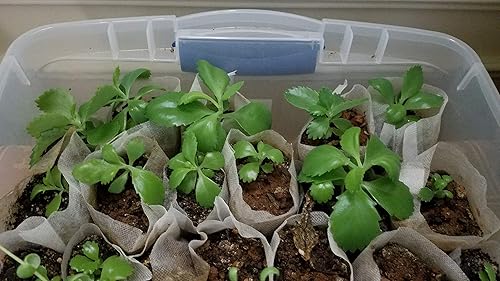 Kalanchoe daigremontiana mexicano Sombrero Planta Rare Succulent Exotic Cactus Cactus 2