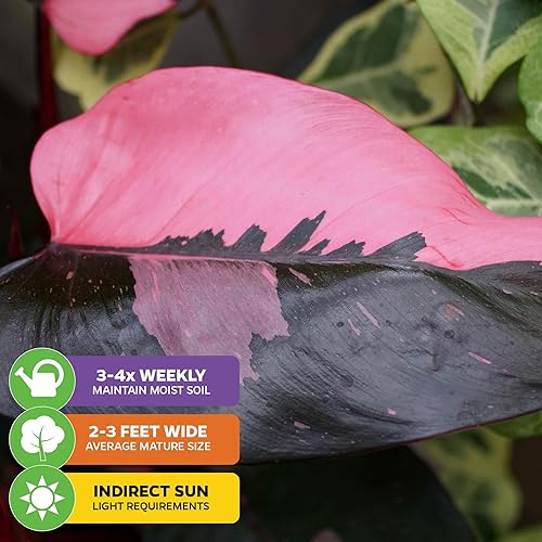 Miniatura 4 de Philodendron "White Princess" - Planta viva abigarrada  Philodendron erubescens by Wellspring Gardens  Plantas de interior raras de interior