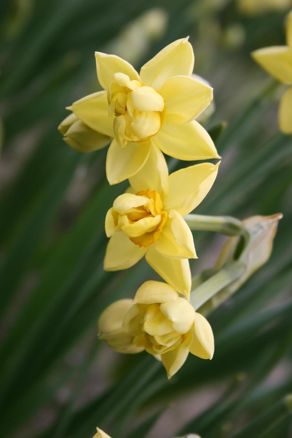 Pre Chilled Yellow Cheerfulness Daffodils Ranking Top12 12 Bulbs