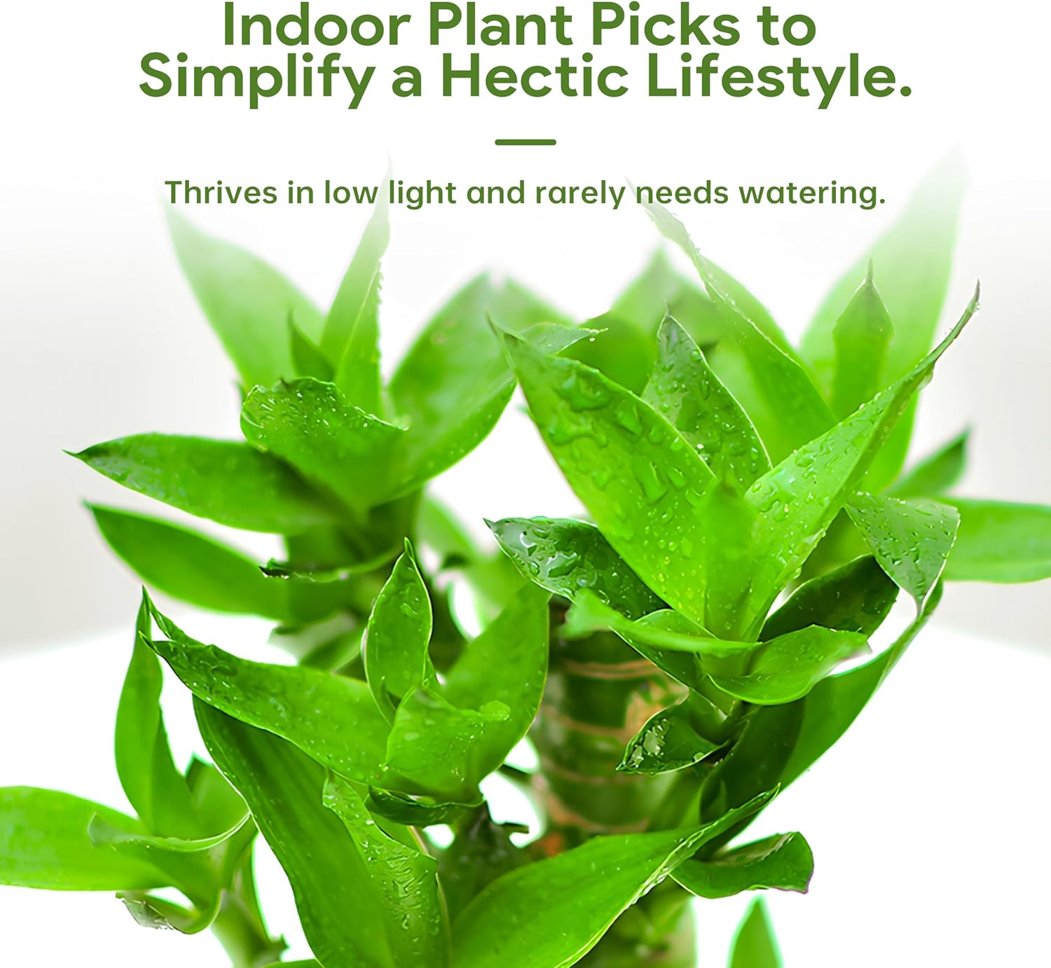 3 Stalks Lucky Bamboo Plants Indoor Live - Multi-Height Set (2x6“ & 1x8”) for Good Luck & Prosperity - Easy Care Houseplant, Home Office Decor Gift Ready