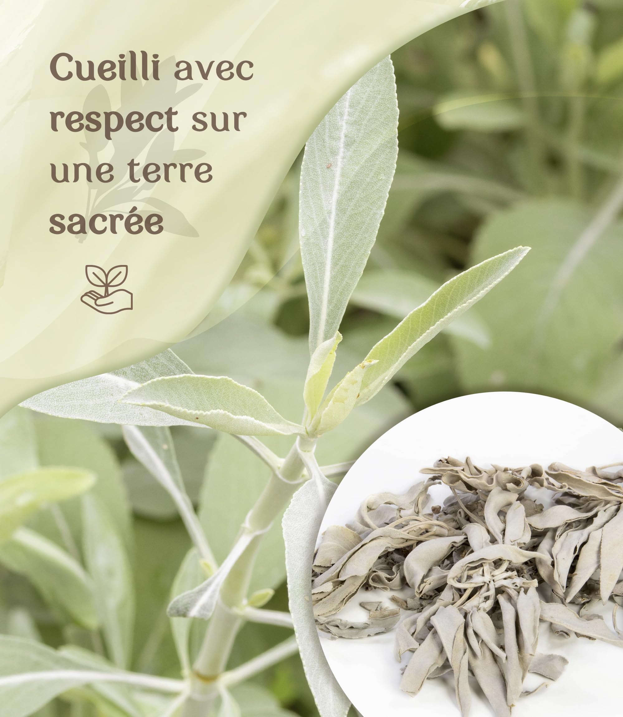 Sauge Blanche Bâton Encens Naturel Purification Protection Nettoyage Spirituel Maison Rituel Méditation Lot 4