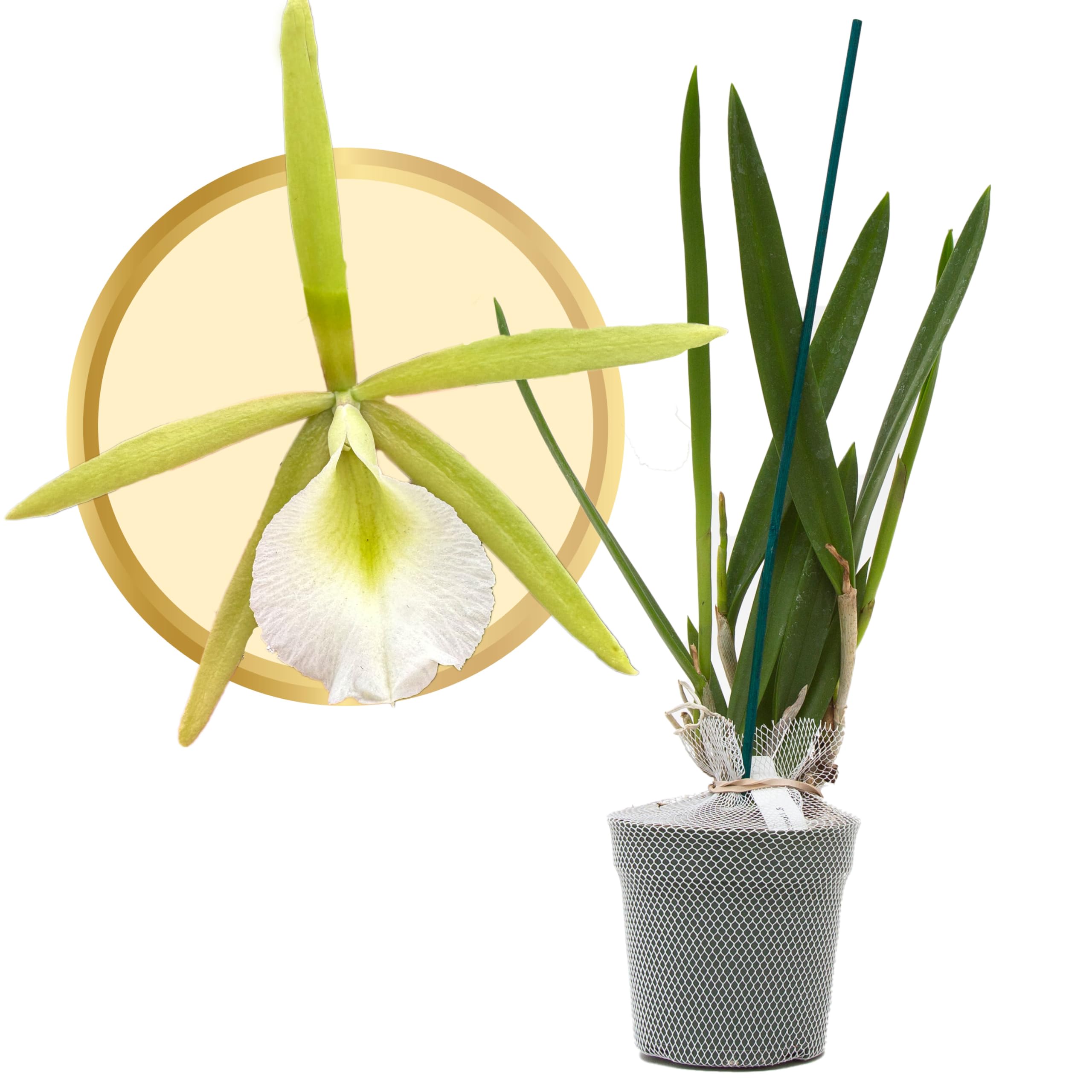Better-Gro Procatavola Key Lime Stars