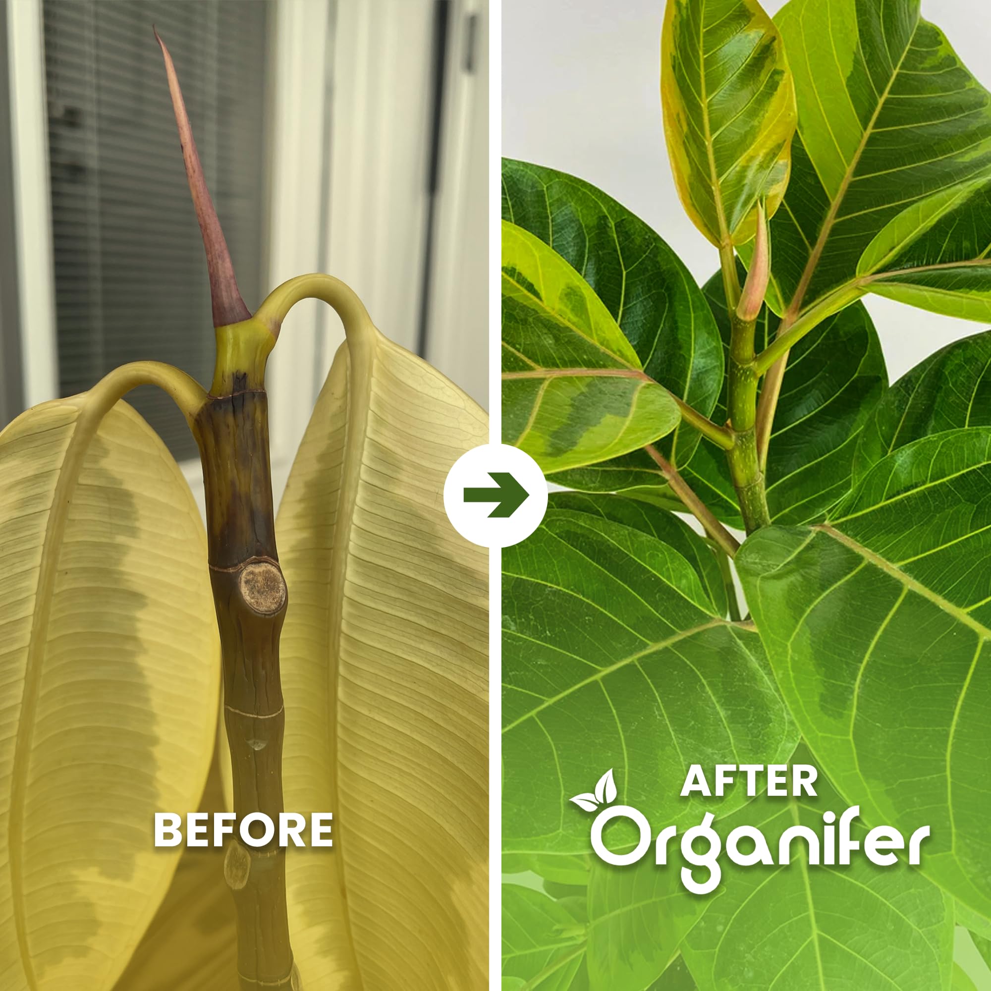 Fertilizante Líquido - 3x1L - Para Ficus - NPK 2-1-8 | Plantas Sanas Y Hojas Vigorosas - Organifer