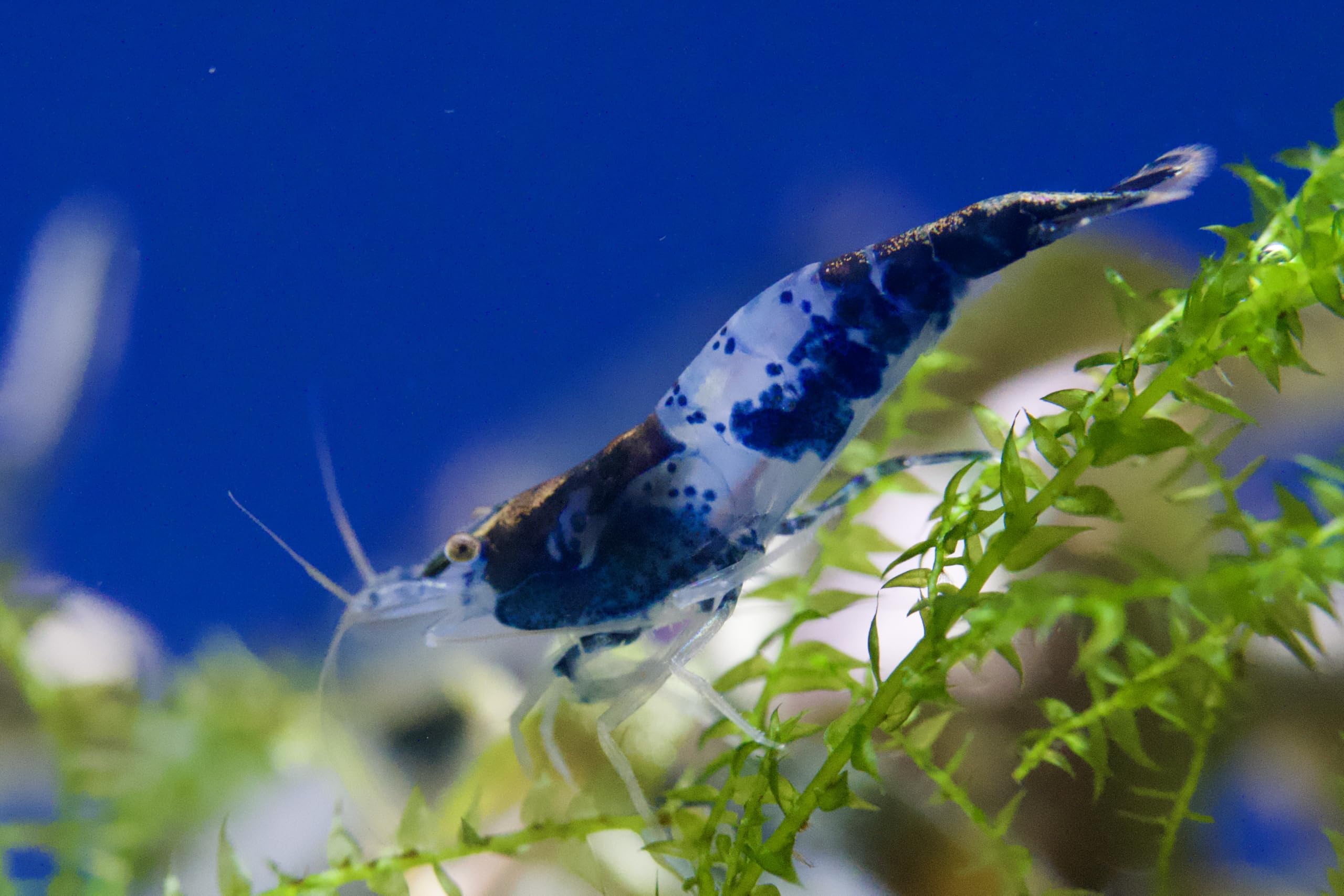10x Zwerggarnelen Mix (Neocaridina) – Bunte Aquarium Garnelen Set – Lebendtiere für Nano Aquarium – Algenfresser & Anfänger geeignet