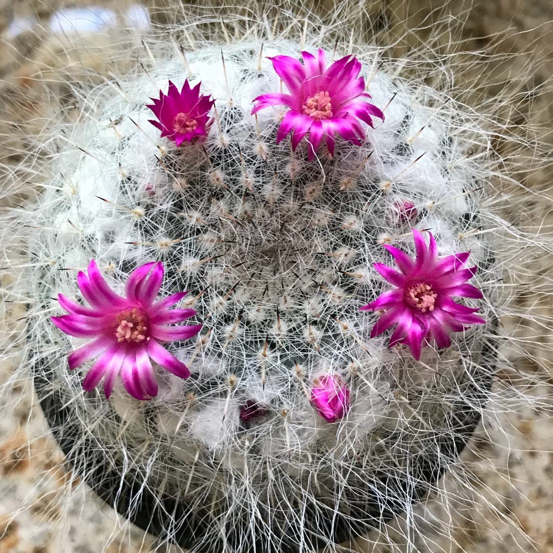 Earth Hopper Indoor Cactus Succulent Seeds Pack - 35 Seeds Eco Pack (Old Lady Cactus) (B09S35DKZP) Amazon Price History, Amazon Price Tracker