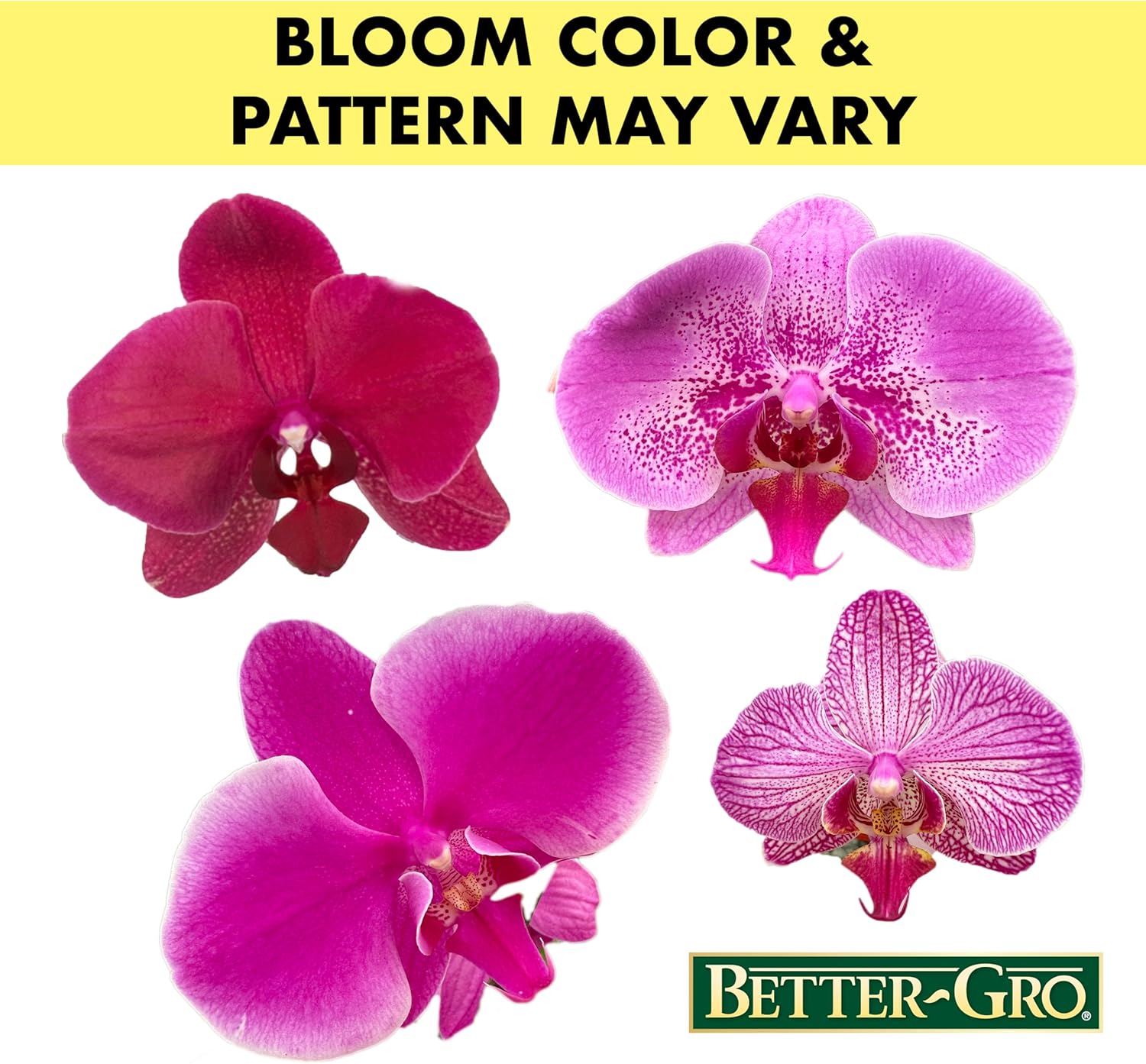 Better-GRO 19” Hanging Kokedama with Phalaenopsis Orchid – Indoor/Outdoor Planter- Pink