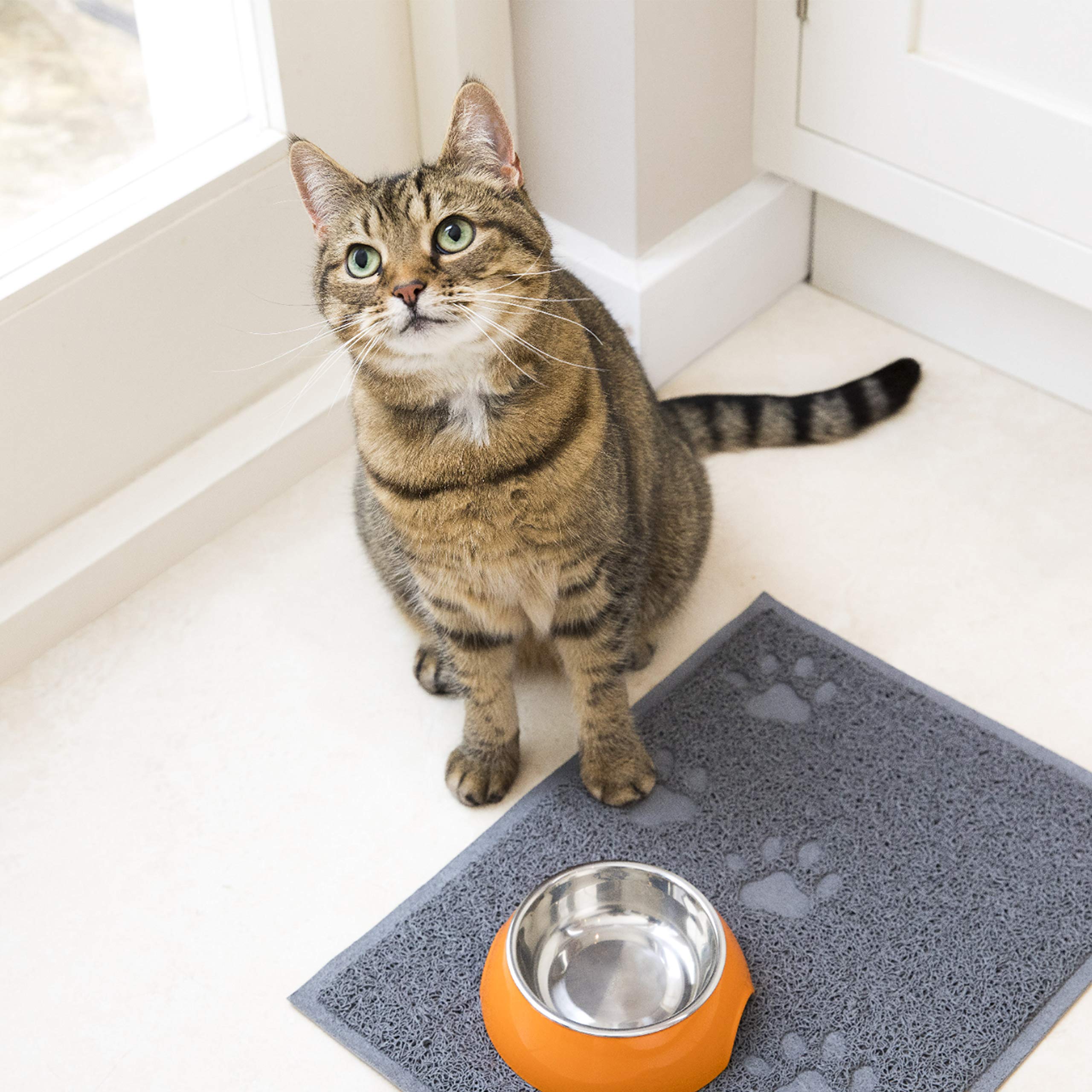Iams Karma dla Kotów, Kurczak, 1,5 kg