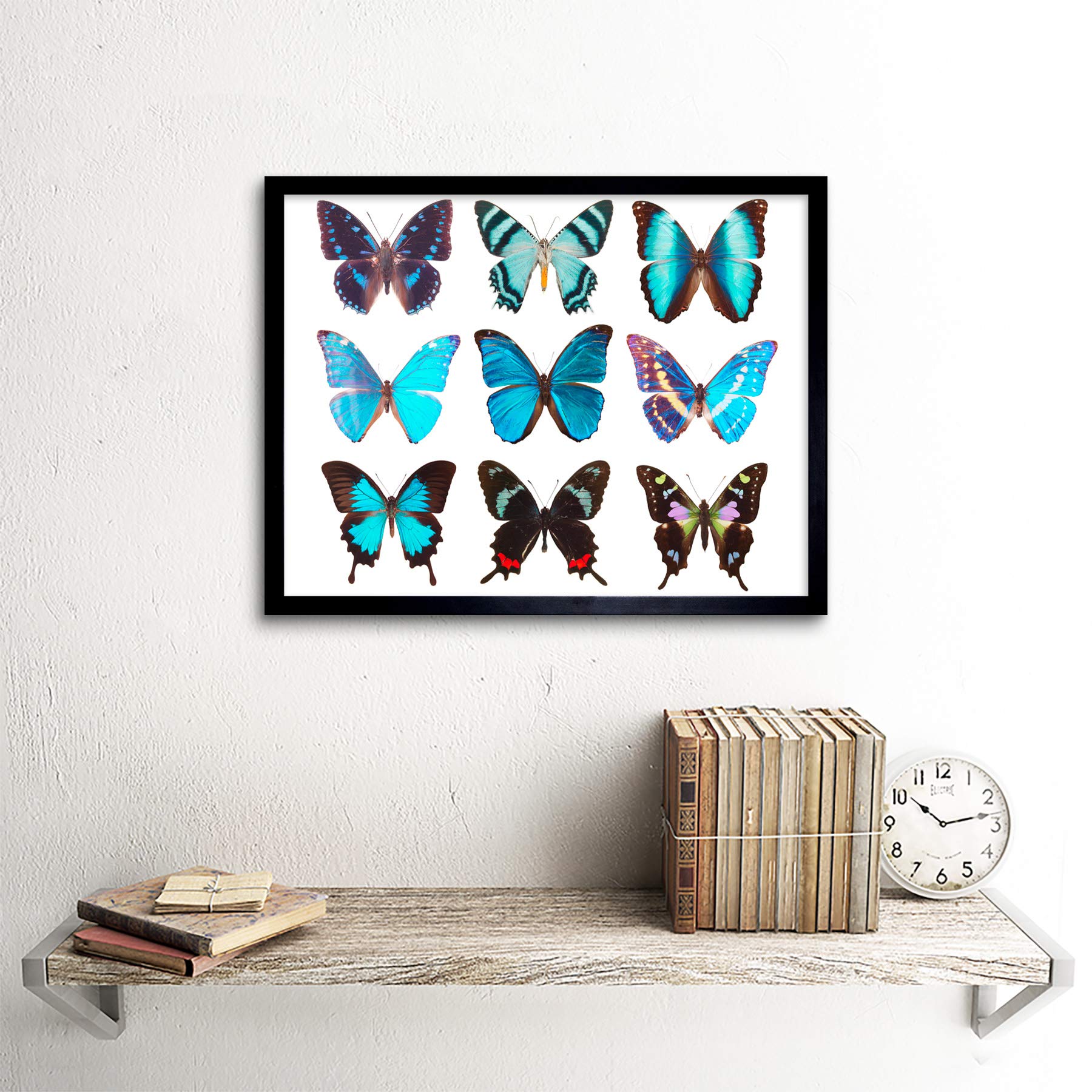 Artery8 Nine Types Butterflies Butterfly Collection Various
